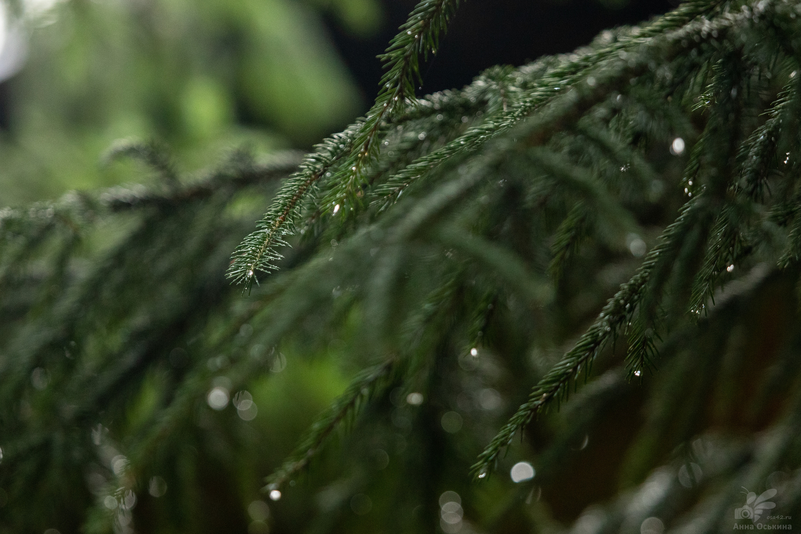 Шерегеш 2023. Фотограф в Кемерово Анна Оськина