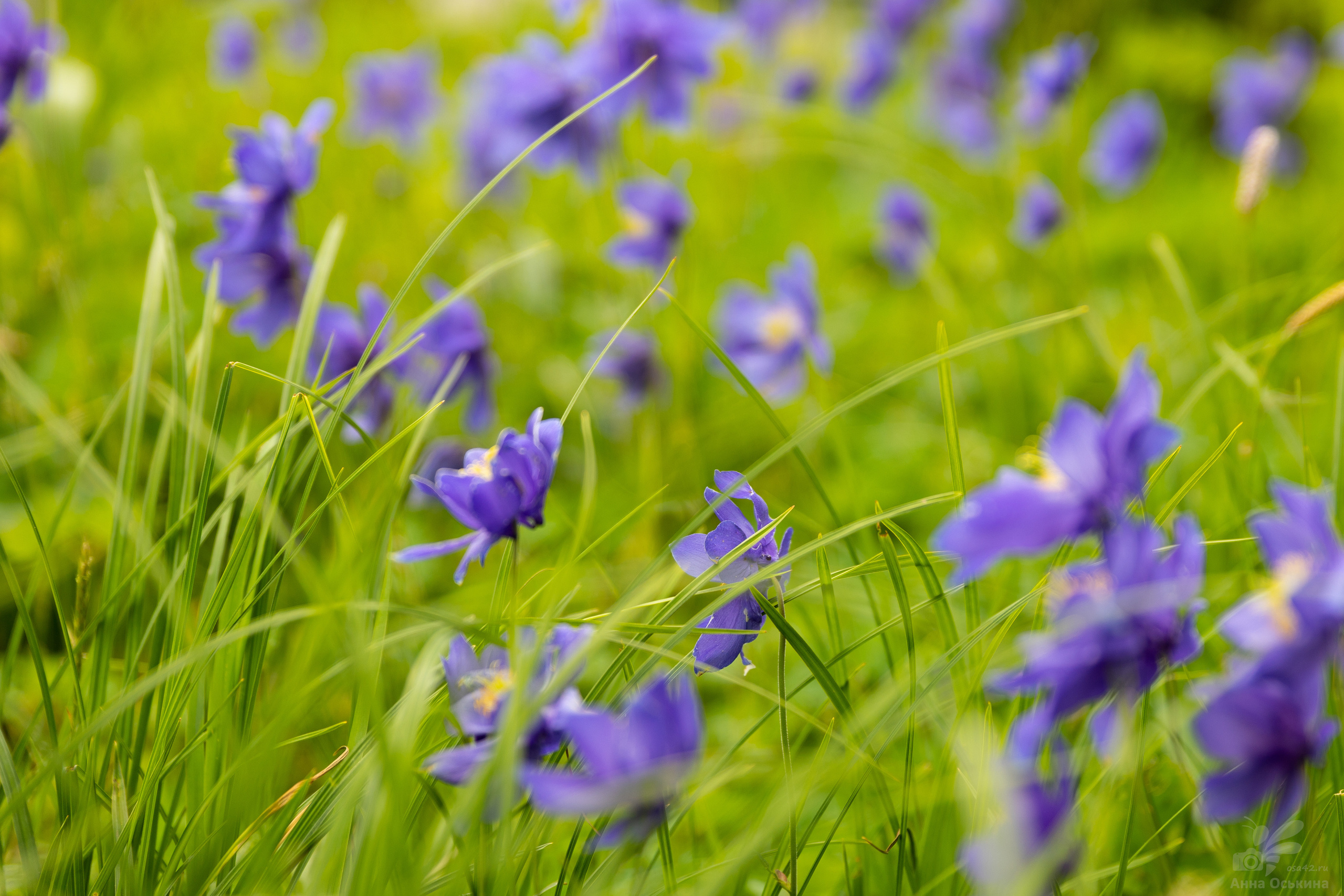 Шерегеш 2023. Фотограф в Кемерово Анна Оськина