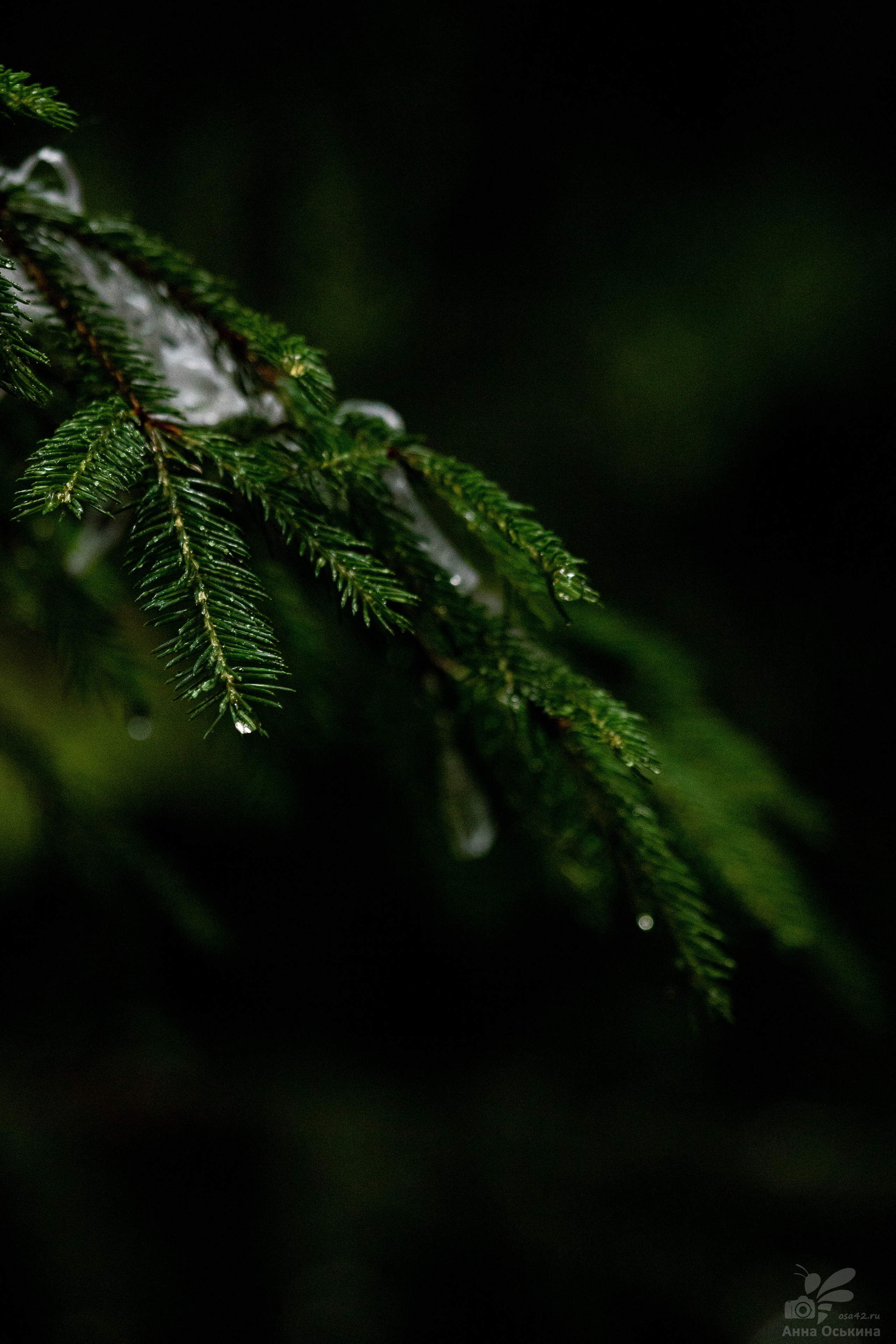 Шерегеш 2023. Фотограф в Кемерово Анна Оськина