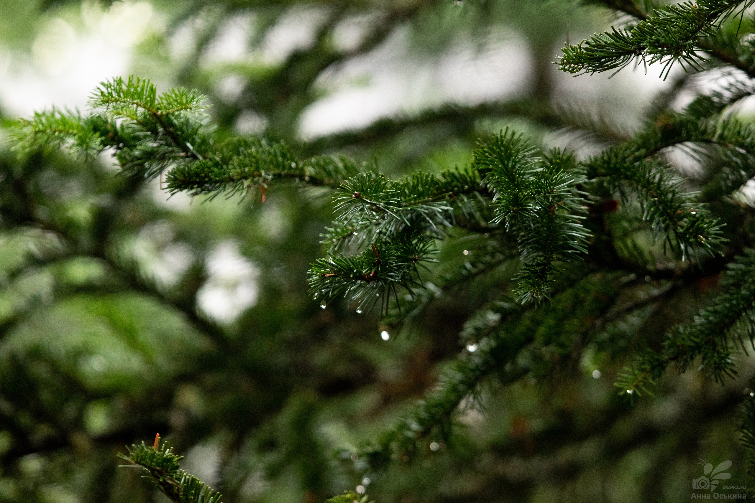 Шерегеш 2023. Фотограф в Кемерово Анна Оськина