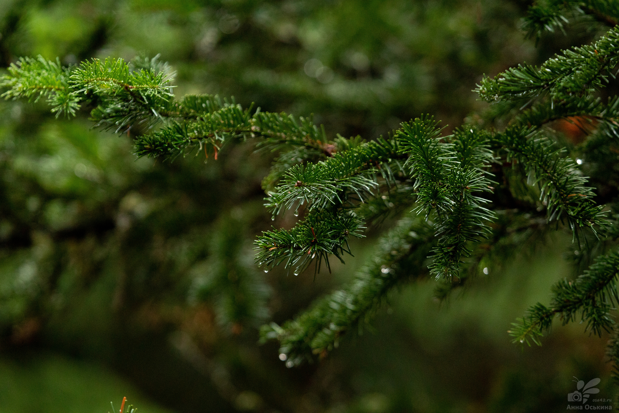 Шерегеш 2023. Фотограф в Кемерово Анна Оськина