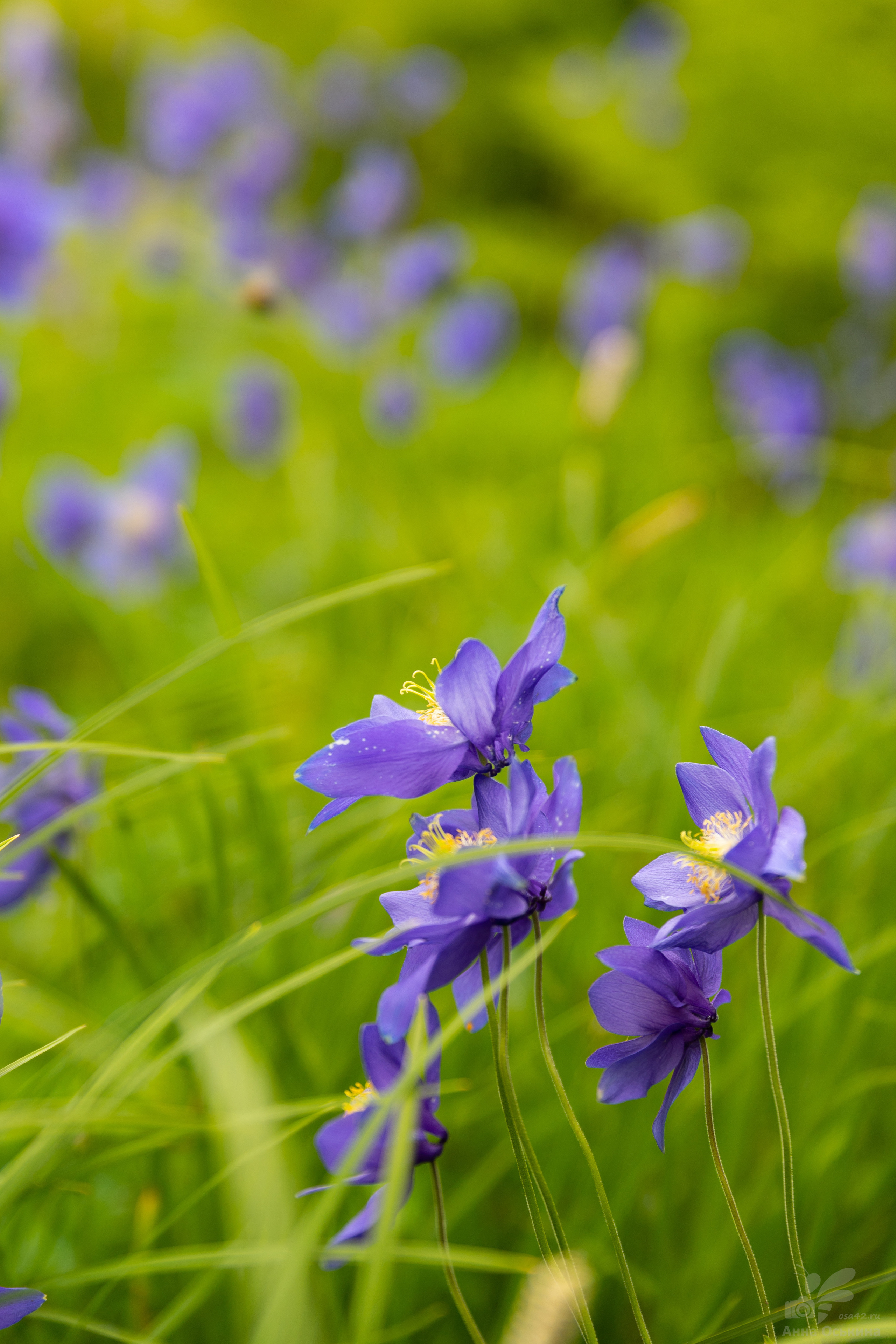 Шерегеш 2023. Фотограф в Кемерово Анна Оськина