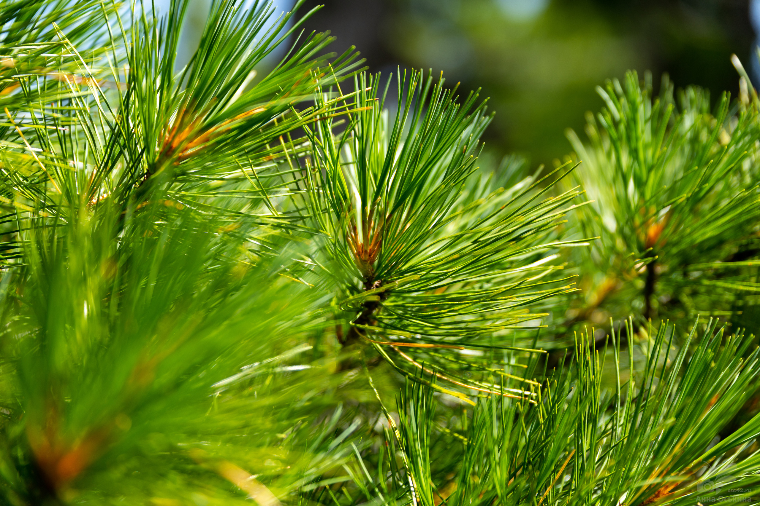 Шерегеш 2023. Фотограф в Кемерово Анна Оськина