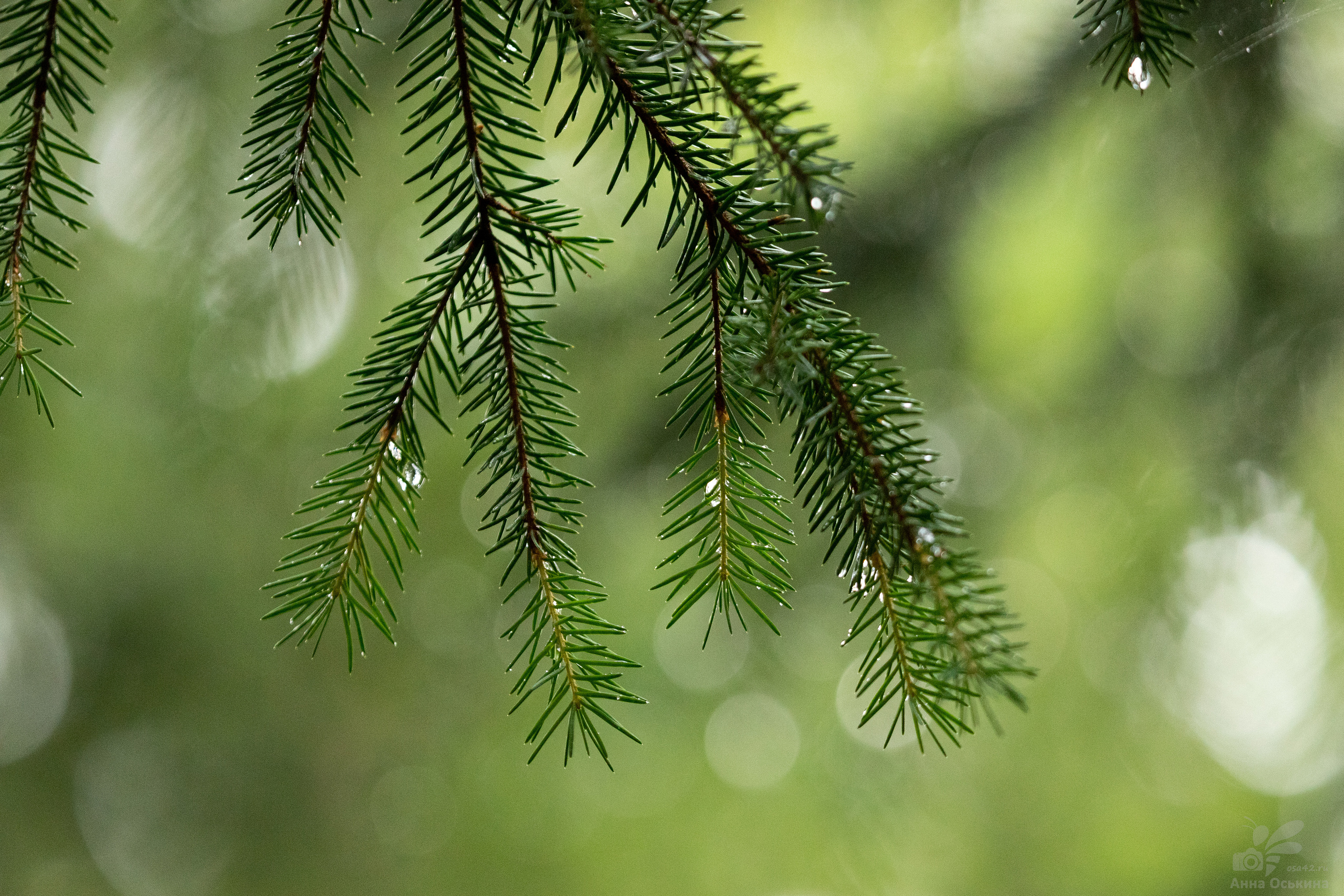 Шерегеш 2023. Фотограф в Кемерово Анна Оськина