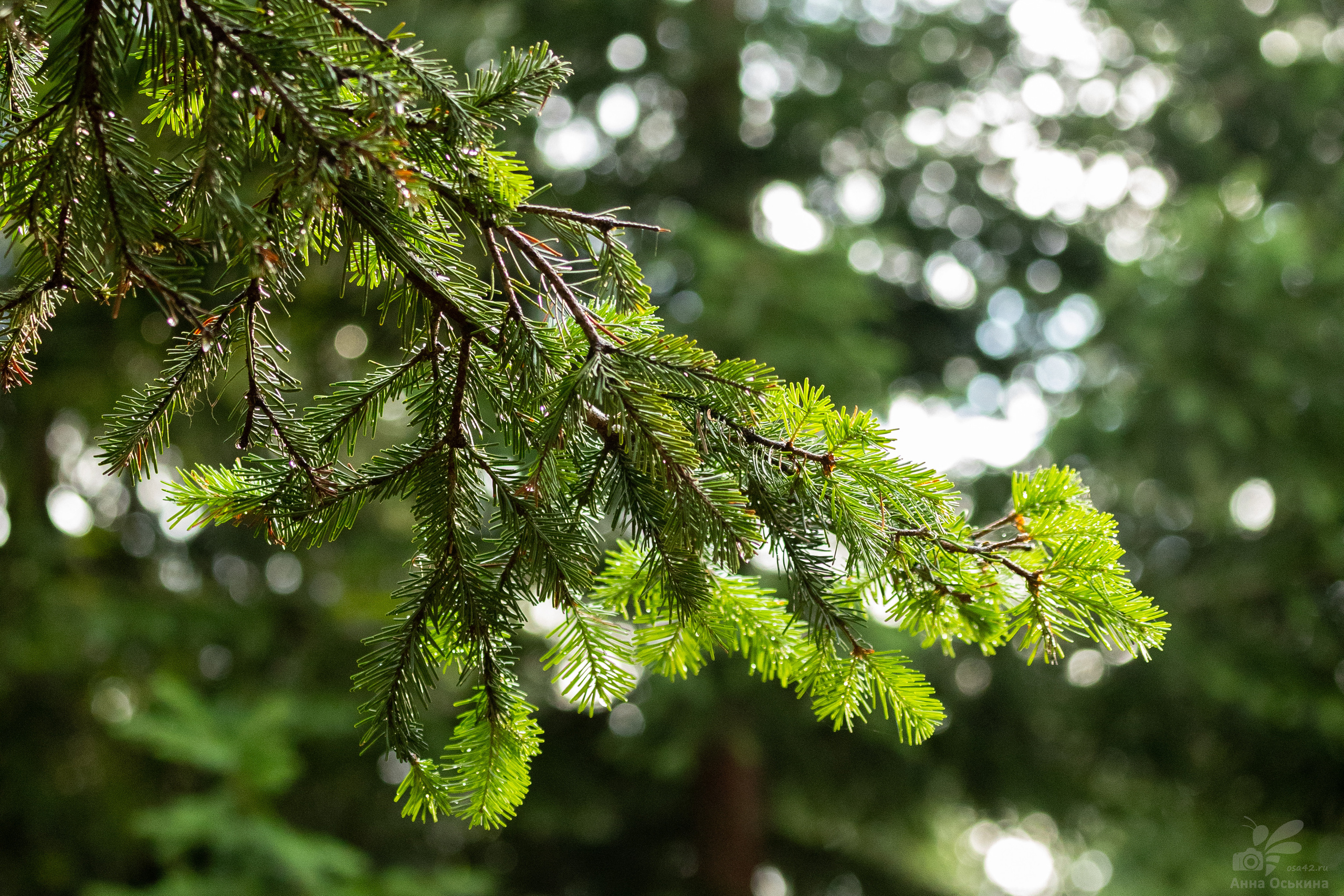 Шерегеш 2023. Фотограф в Кемерово Анна Оськина