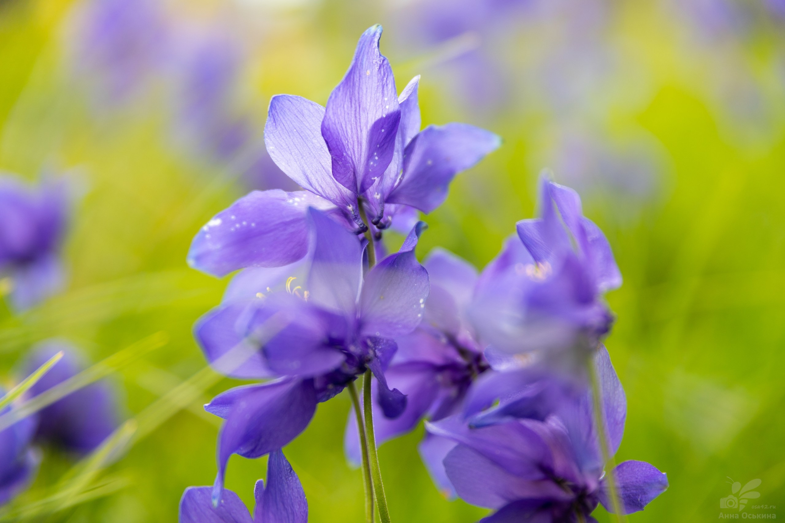 Шерегеш 2023. Фотограф в Кемерово Анна Оськина