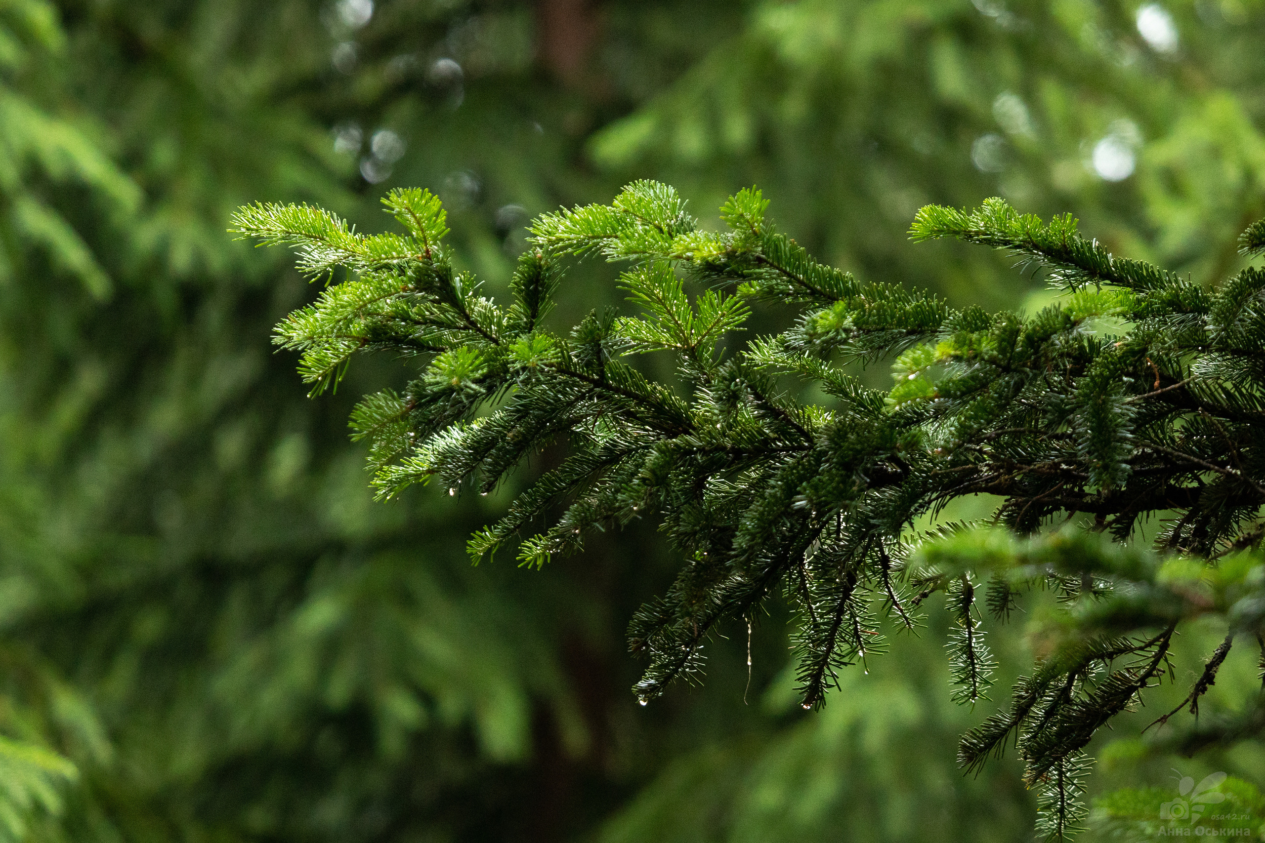 Шерегеш 2023. Фотограф в Кемерово Анна Оськина