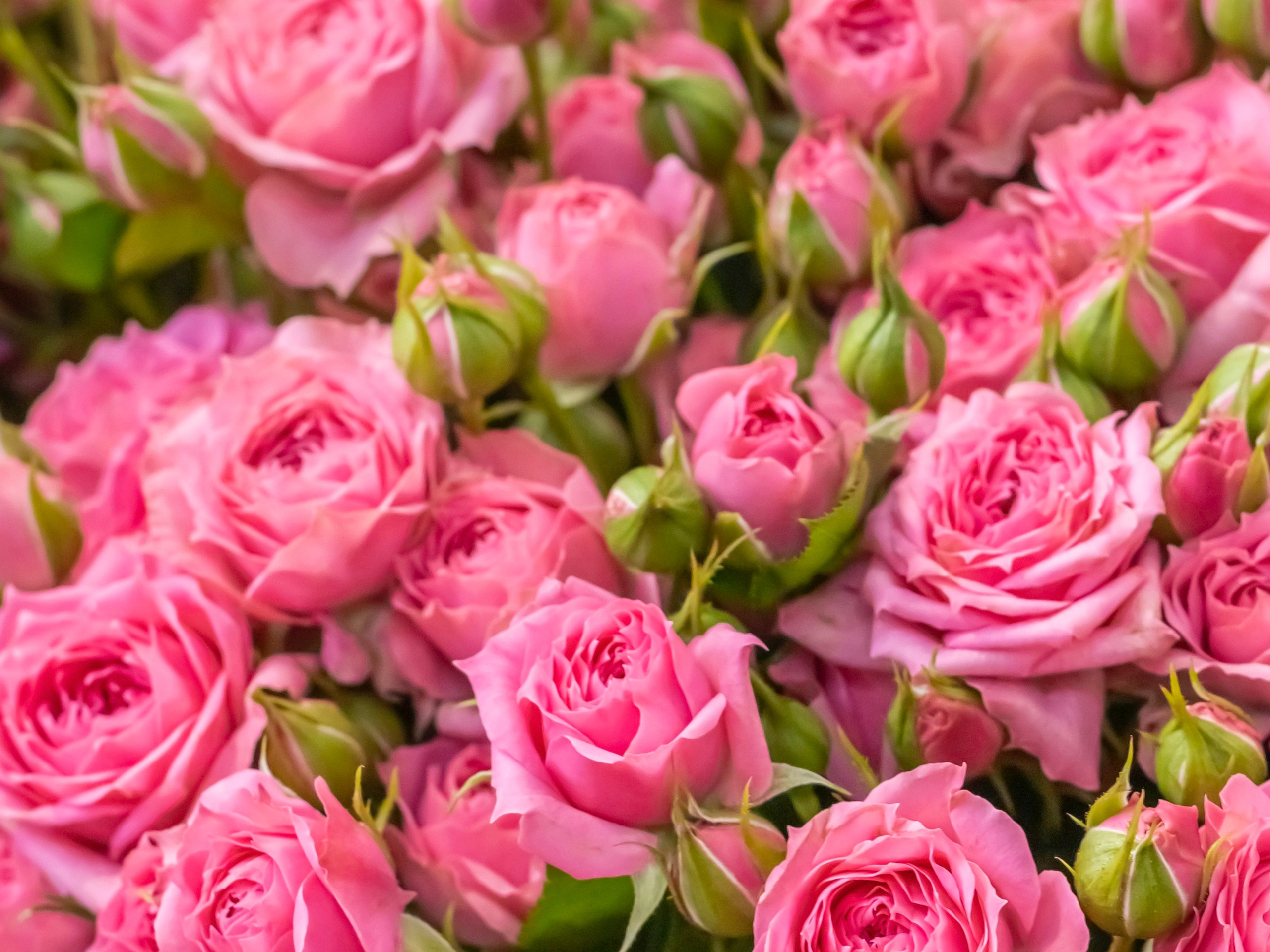 Цветы-Экспо 2023. Фотосессии и репортаж — Фотограф в Москве — Рина Серёгина