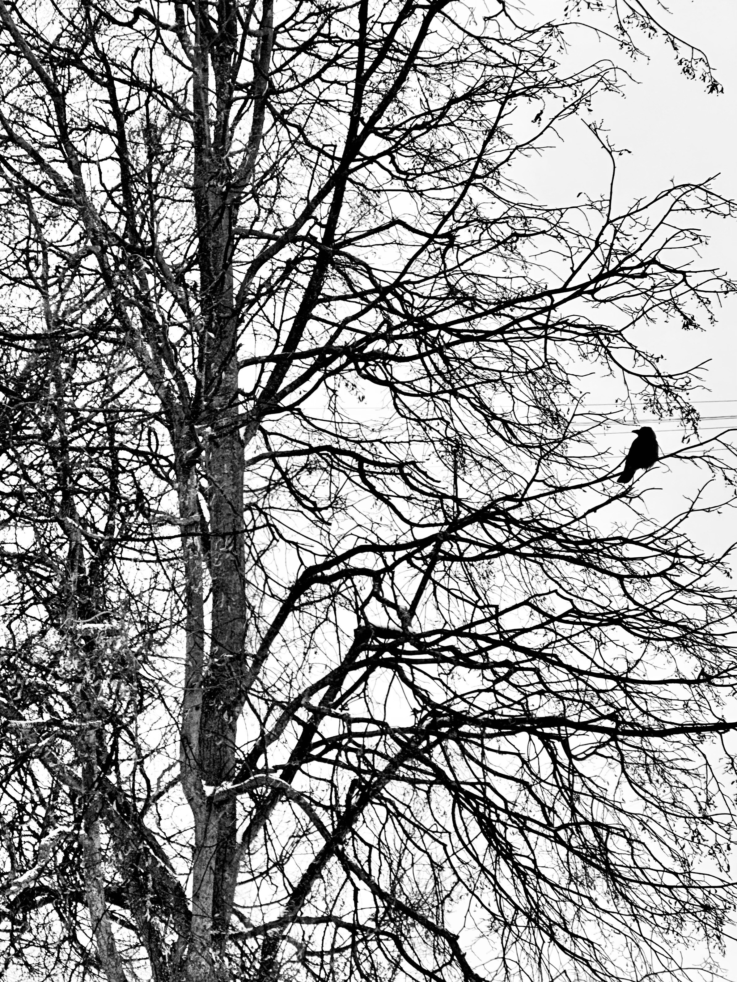 Чёрно-белая зима 25-26. Фотосессии и репортаж — Фотограф в Москве — Рина Серёгина