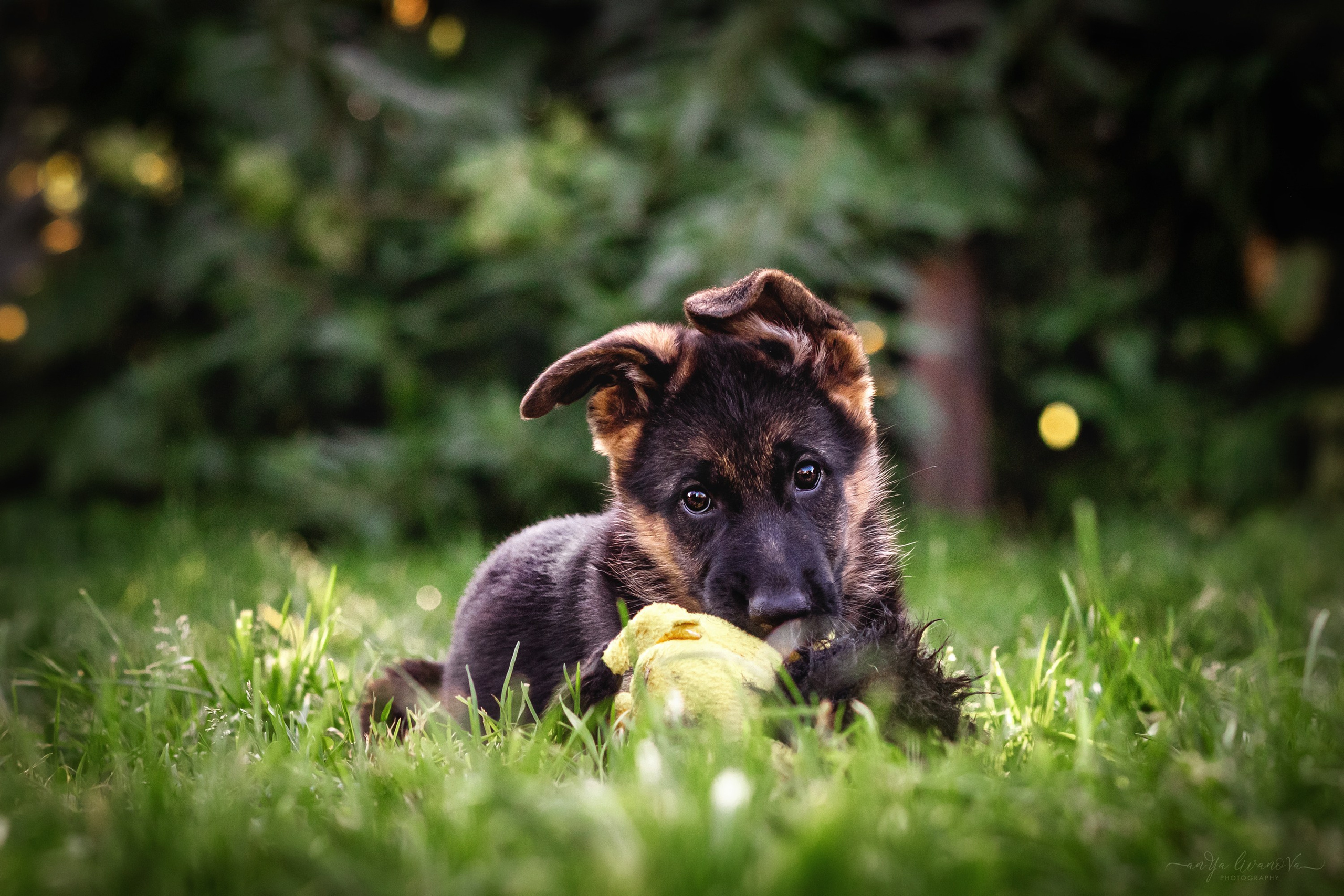 Овчарята. Фотограф анималист Аня Ливанова | Рыбинск