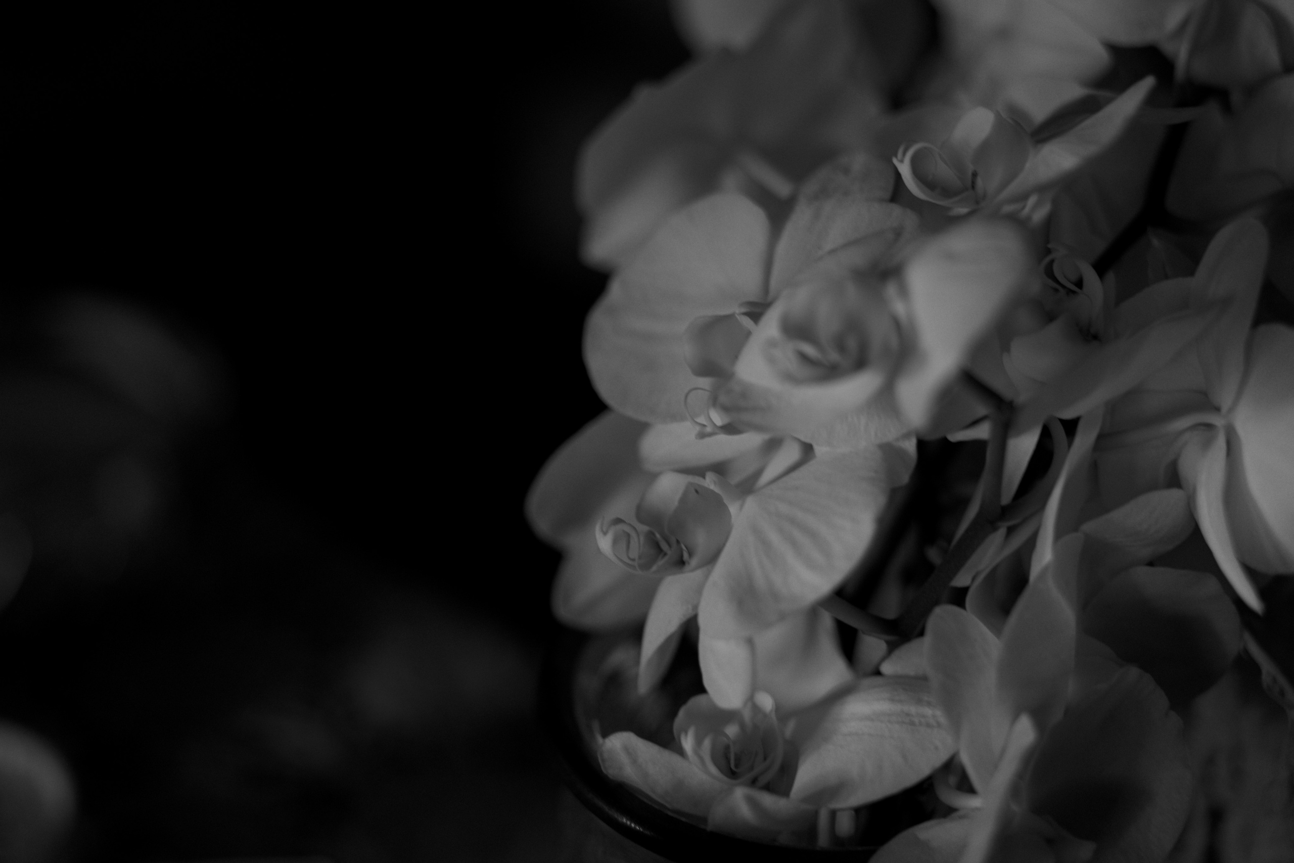 Seneshal 16/06/2022. Свадебный фотограф Екатерина Худякова — Ярославль, Санкт-Петербург, Москва