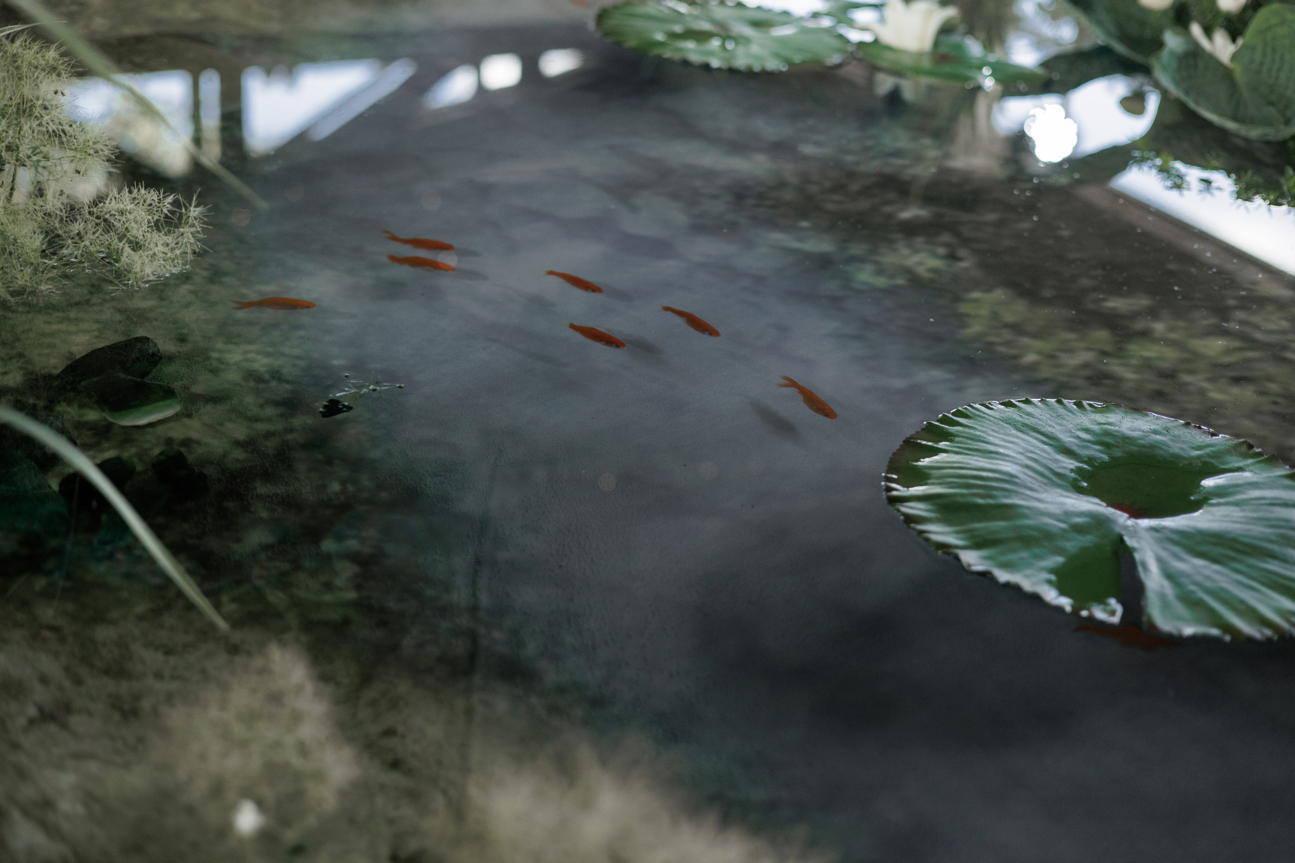 Seneshal 16/06/2022. Свадебный фотограф Екатерина Худякова — Ярославль, Санкт-Петербург, Москва