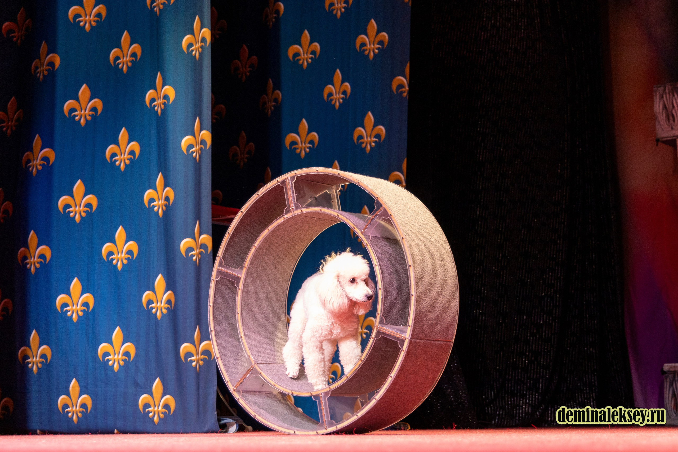 Театр кошек Куклачева 26 февраля 2025. Репортажный, семейный и студийный фотограф в Москве Демин Алексей