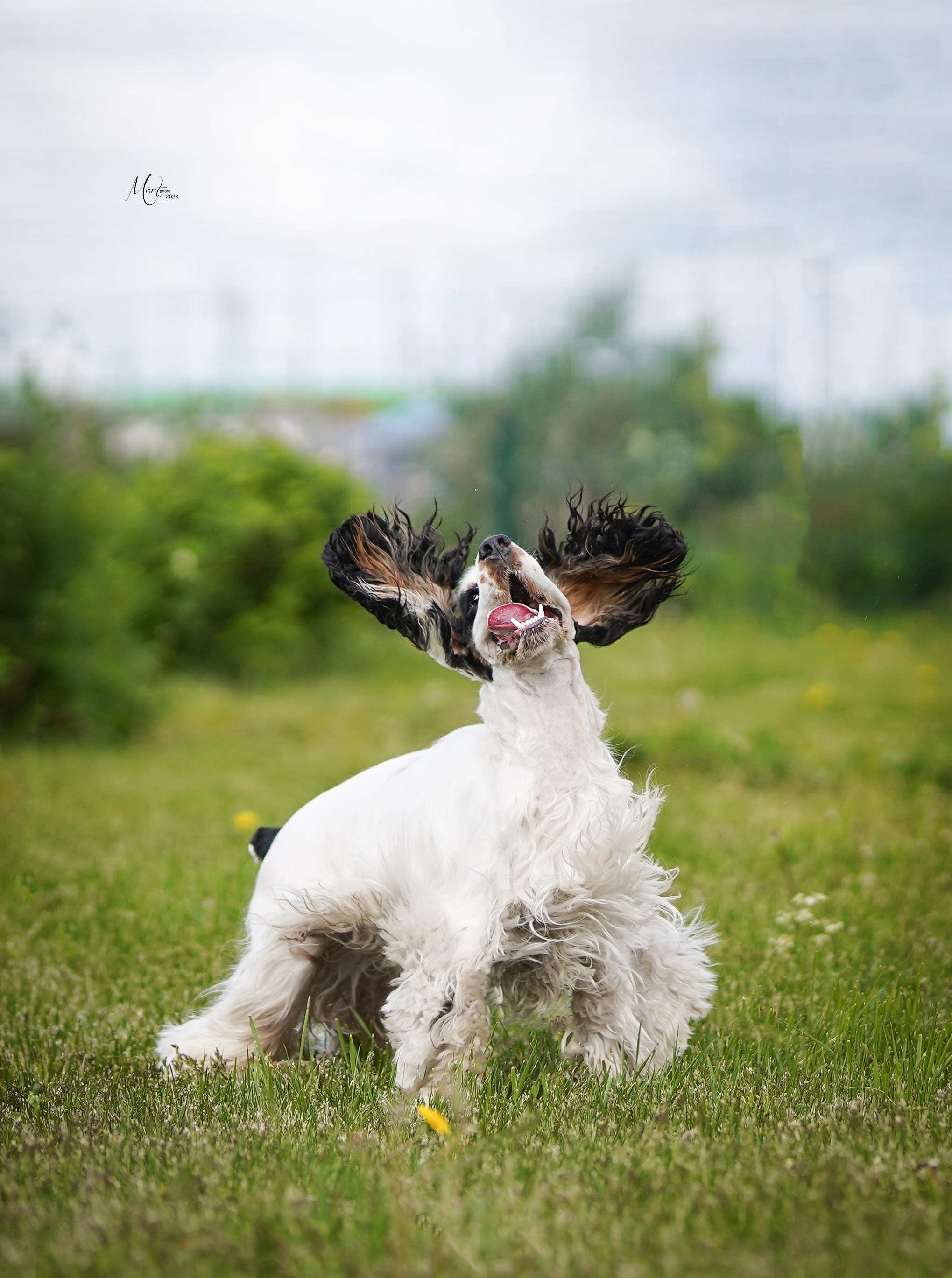 Выставки 2023. Фотограф-анималист в Санкт-Петербурге Яна Мартынова