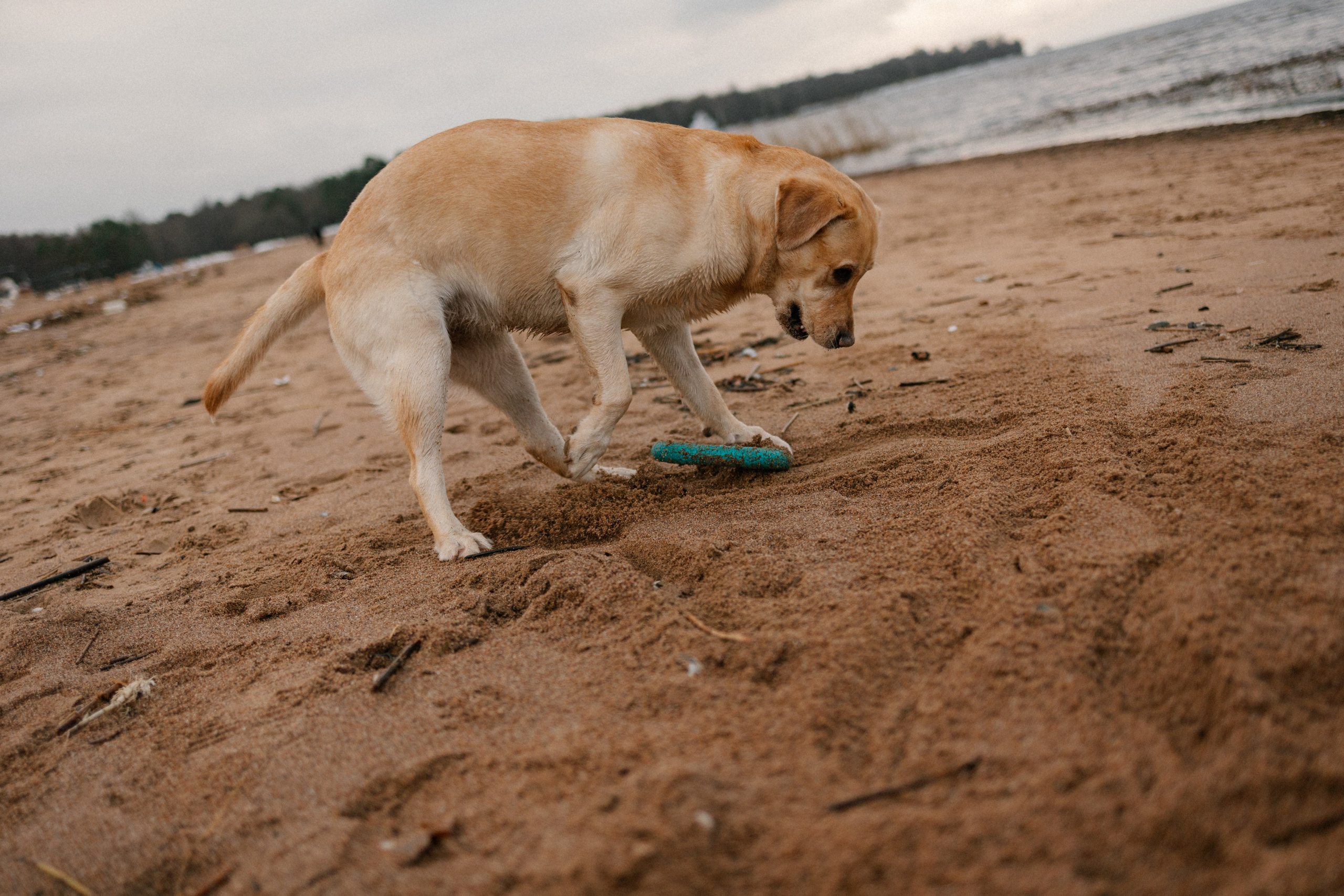 Ирина и Бася. Фотограф — Анималист | Санкт-Петербург