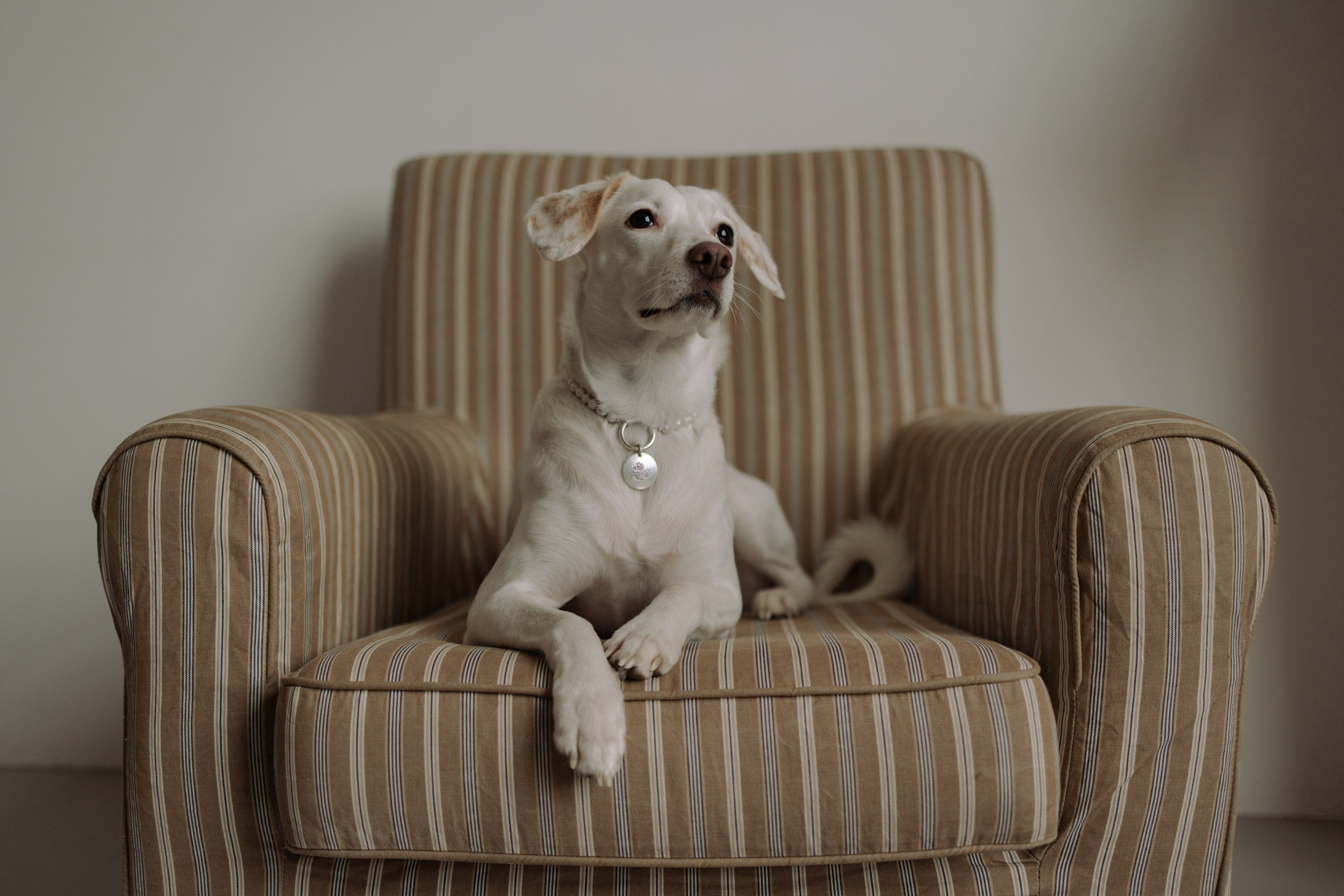 Луна и ее семья. Фотограф — Анималист | Санкт-Петербург