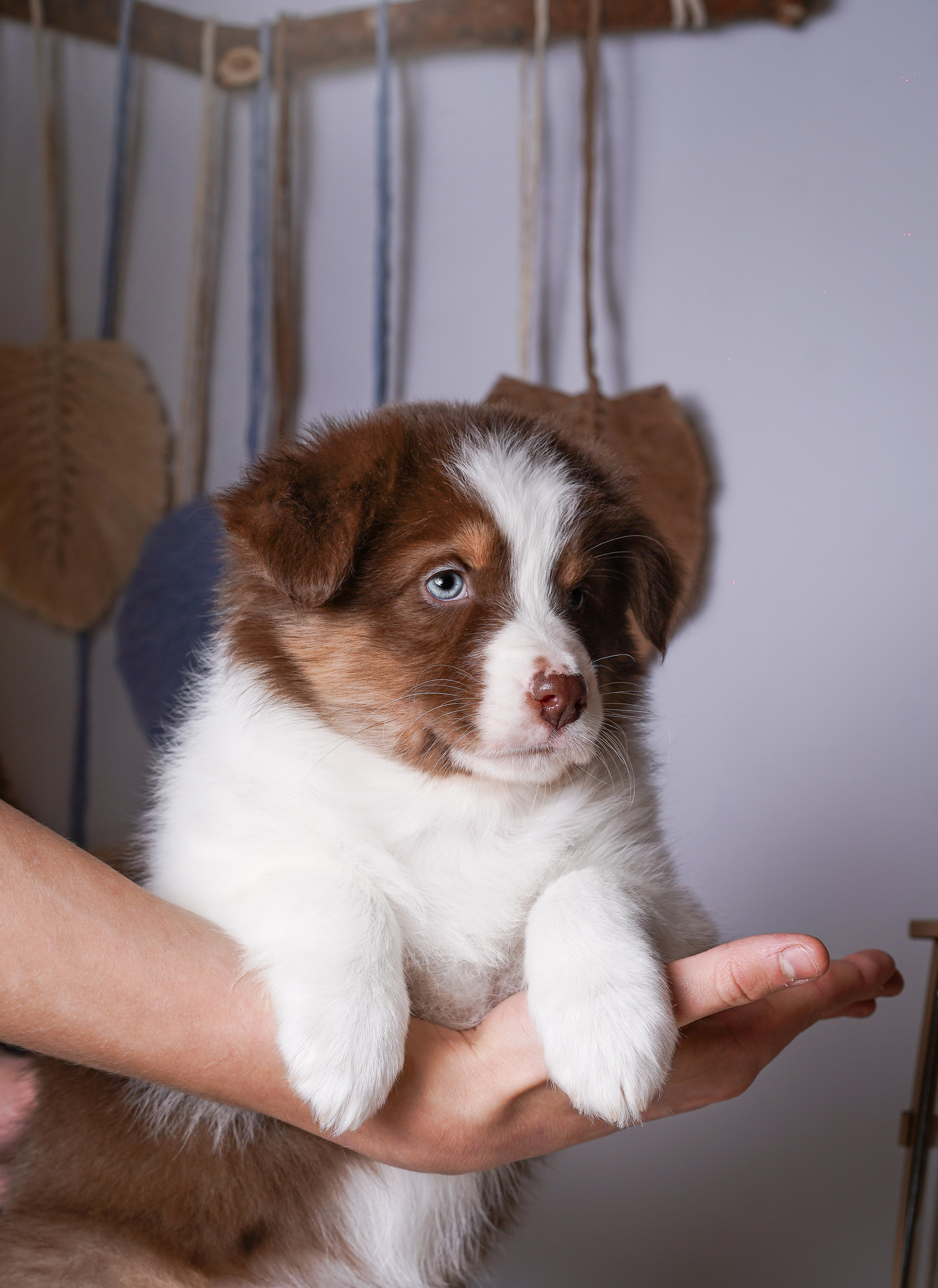 Щенки аусси. Фотограф-анималист в Санкт-Петербурге Яна Мартынова