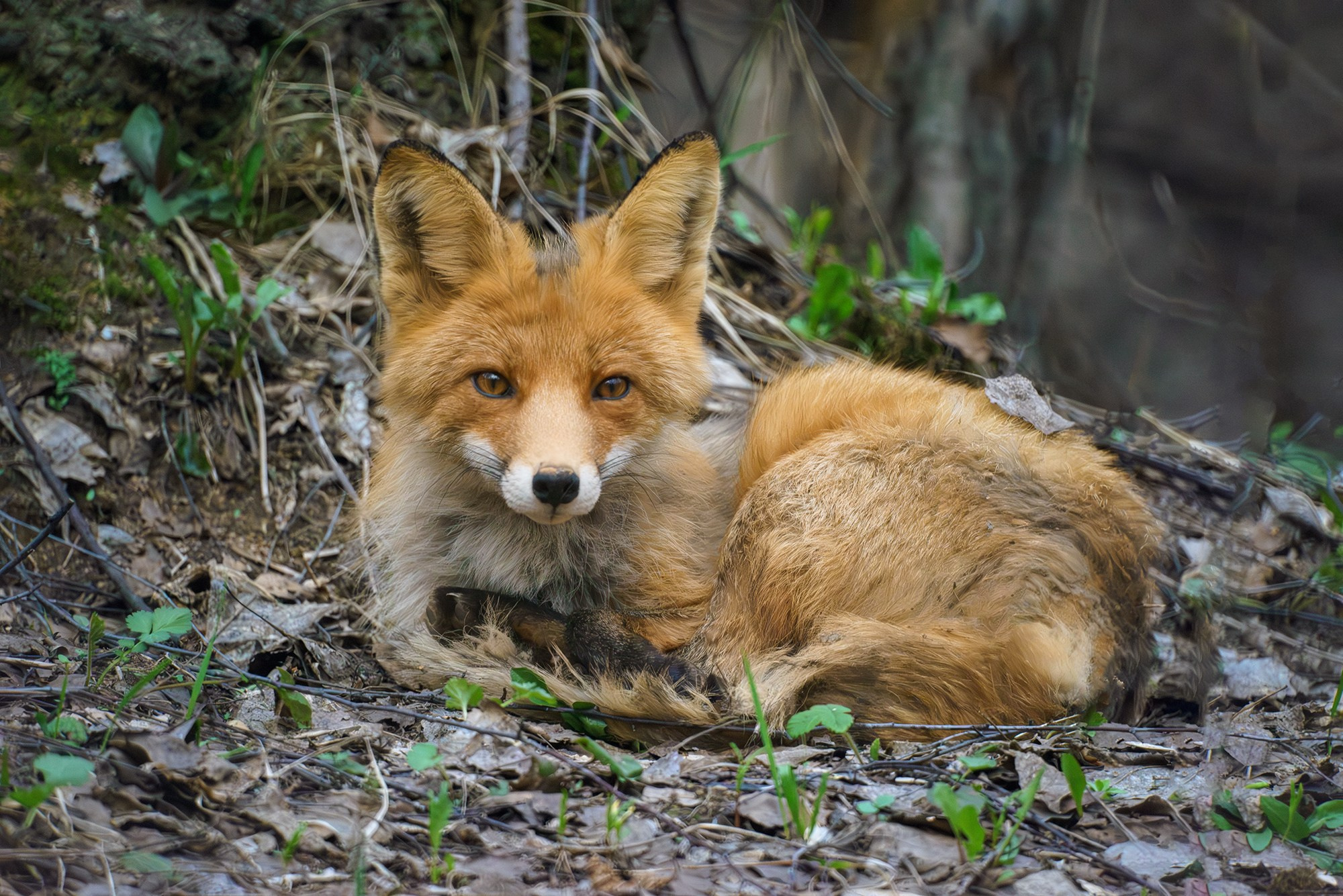 Животные. Ваш личный фотограф Марина Волкова