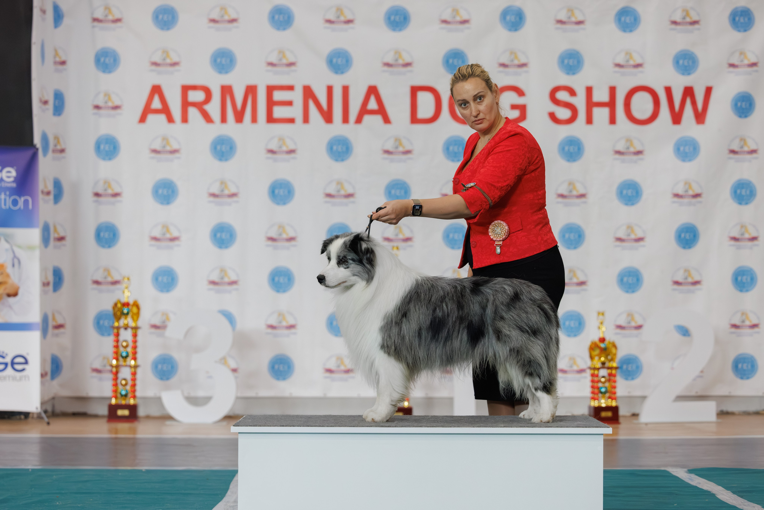 Ереван 2х CACIB 29-30.04.2025. Фотограф-анималист Юлия Германика