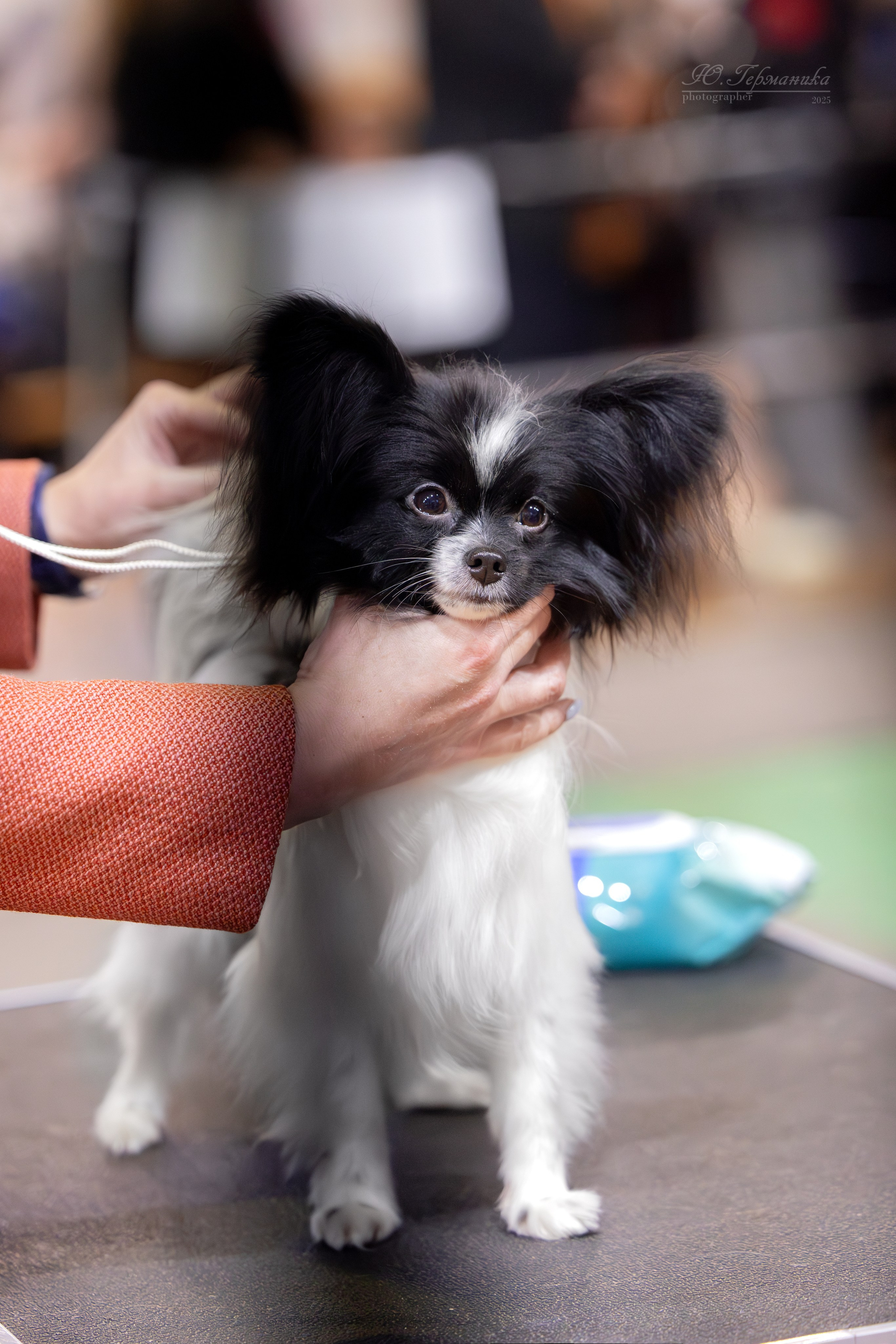 Тверь 21.12.2025. Фотограф-анималист Юлия Германика