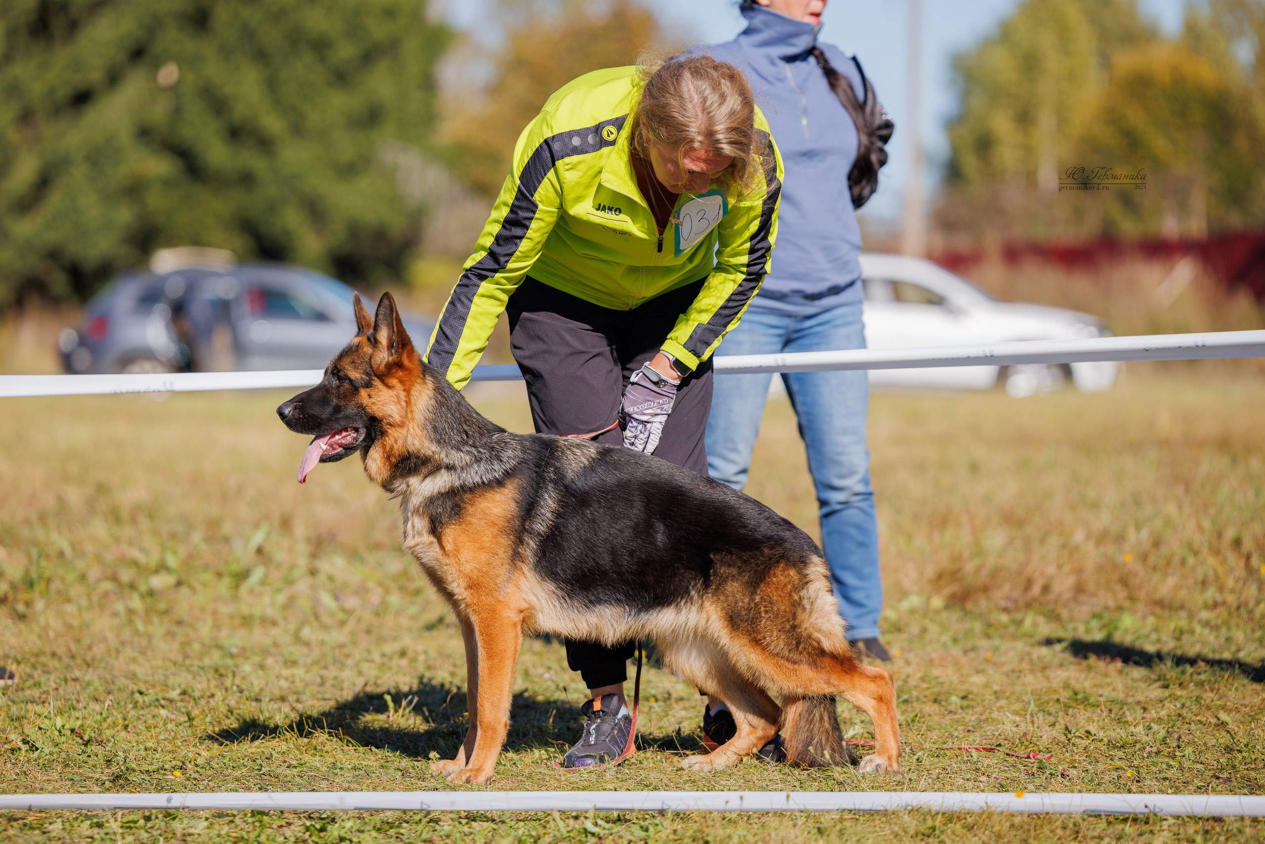 Тверь немецкие овчарки 22.09.2024. Фотограф-анималист Юлия Германика
