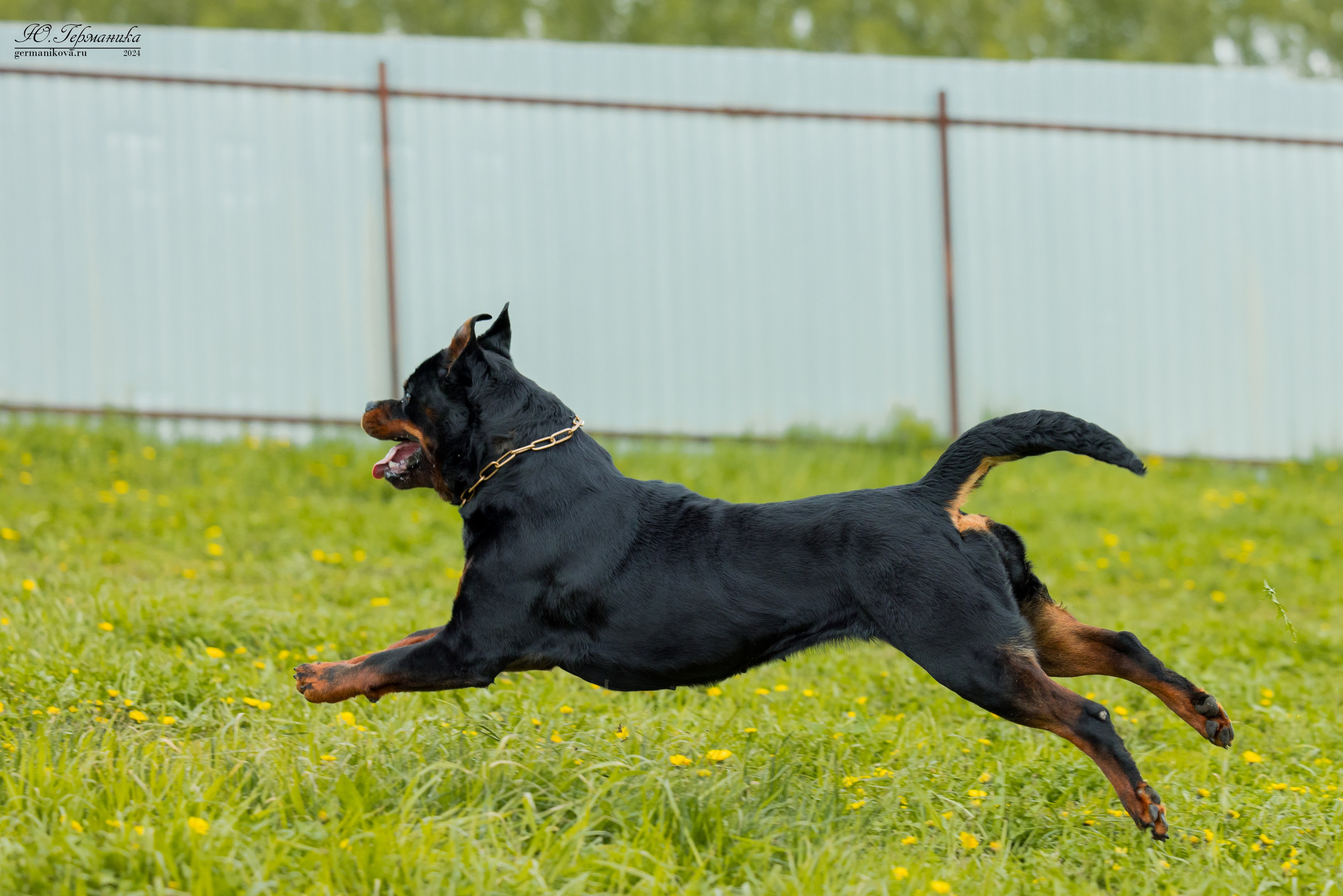 Нижний Новгород 11-12.05.2024 моно ротвейлеров. Фотограф-анималист Юлия Германика