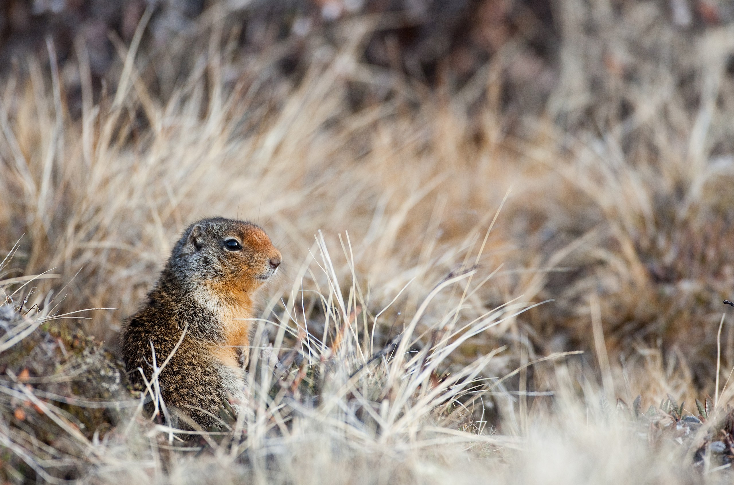 Канада. Фотограф Владимир Медведев