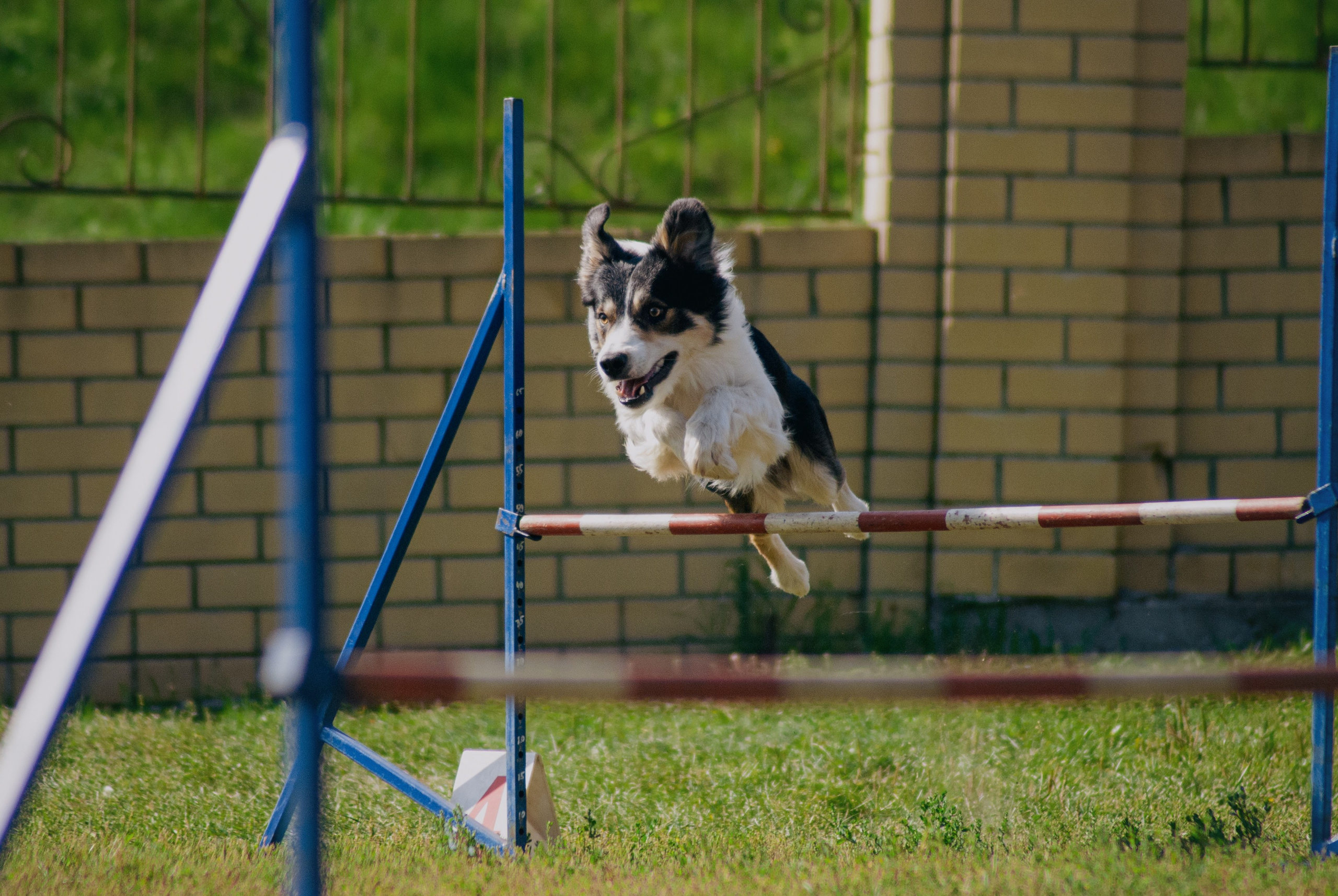 Аджилити. Фотограф в Тюмени Лизавета Сапицкая