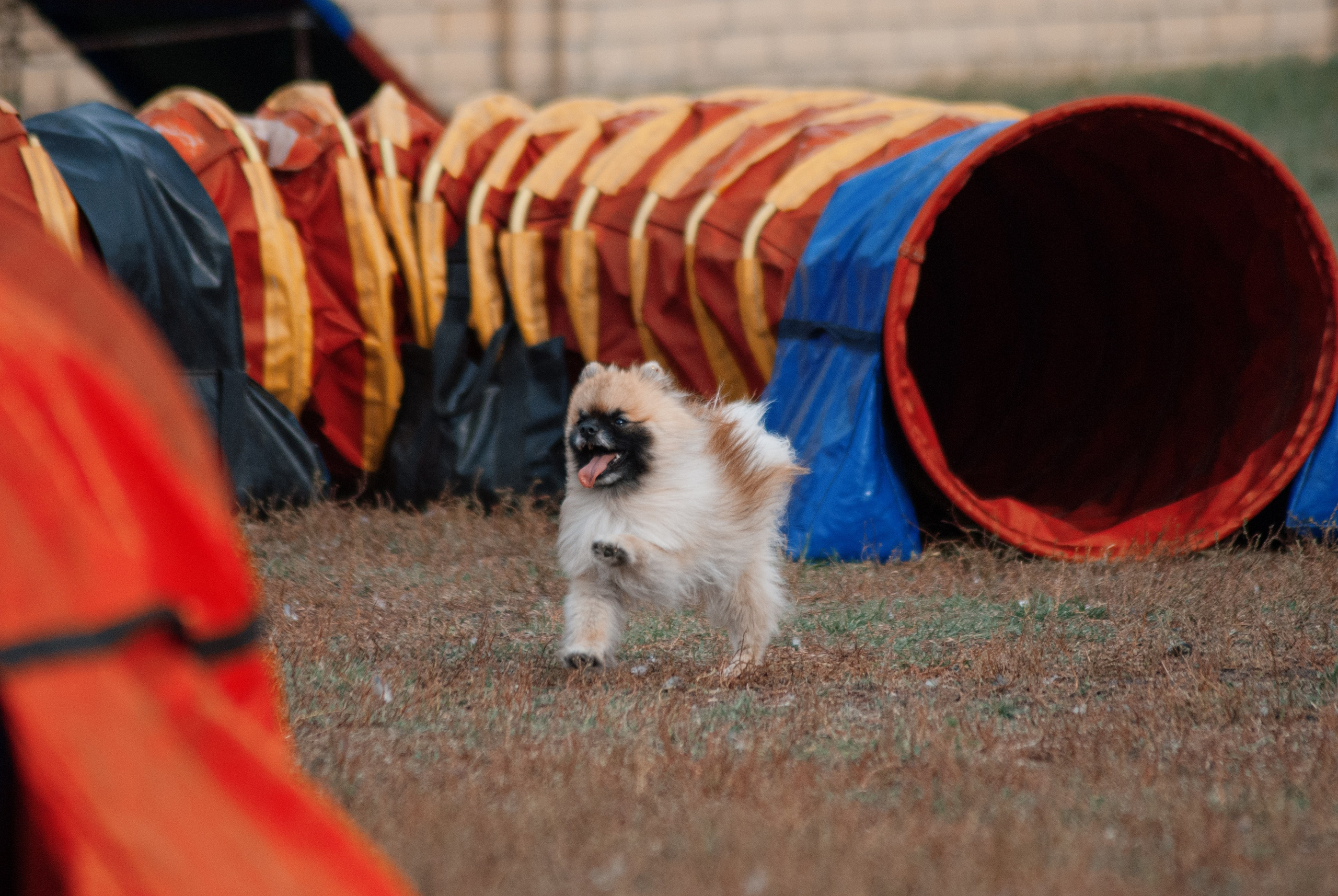 Аджилити. Фотограф в Тюмени Лизавета Сапицкая