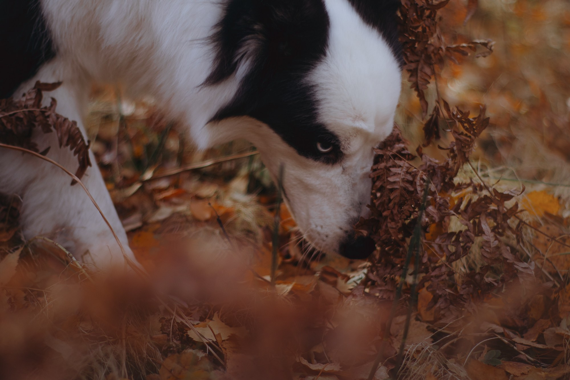 Ликёр. Фотограф в Тюмени Лизавета Сапицкая