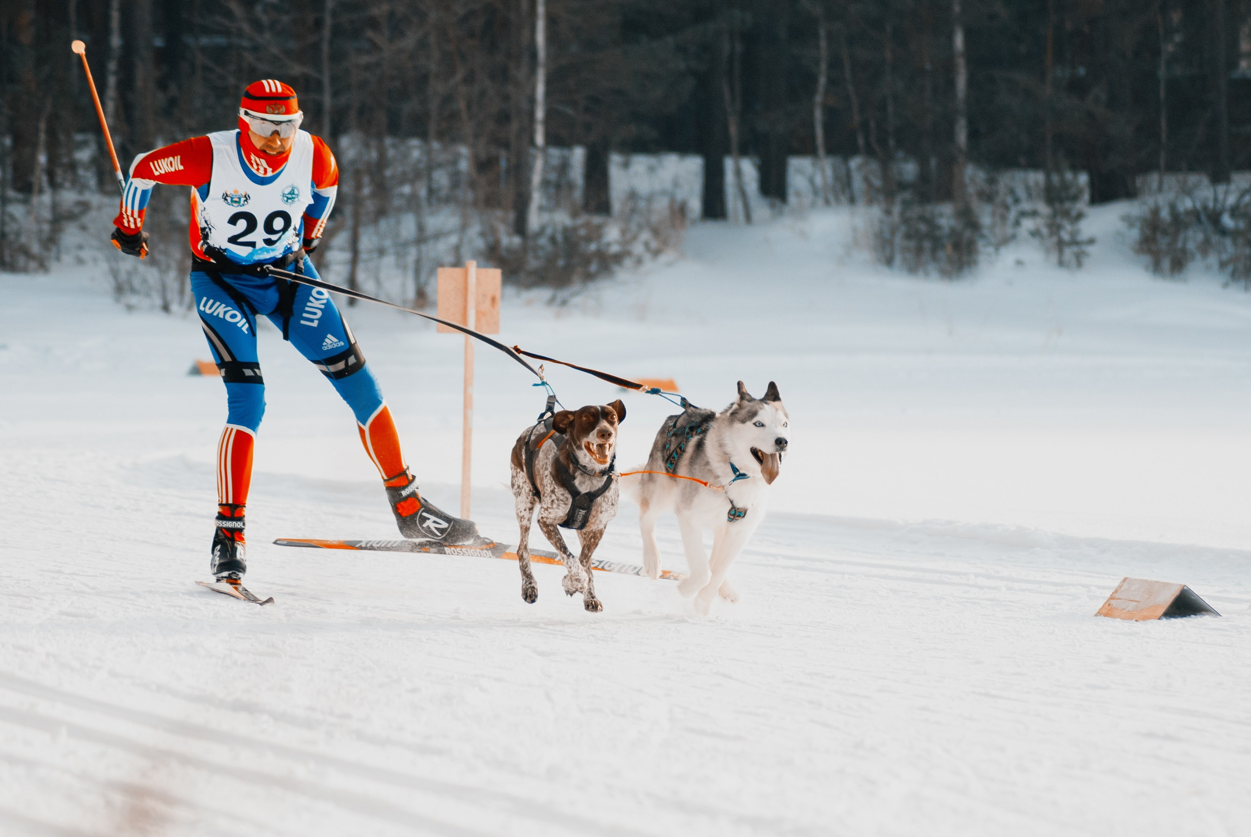 Ездовой спорт. Фотограф в Тюмени Лизавета Сапицкая