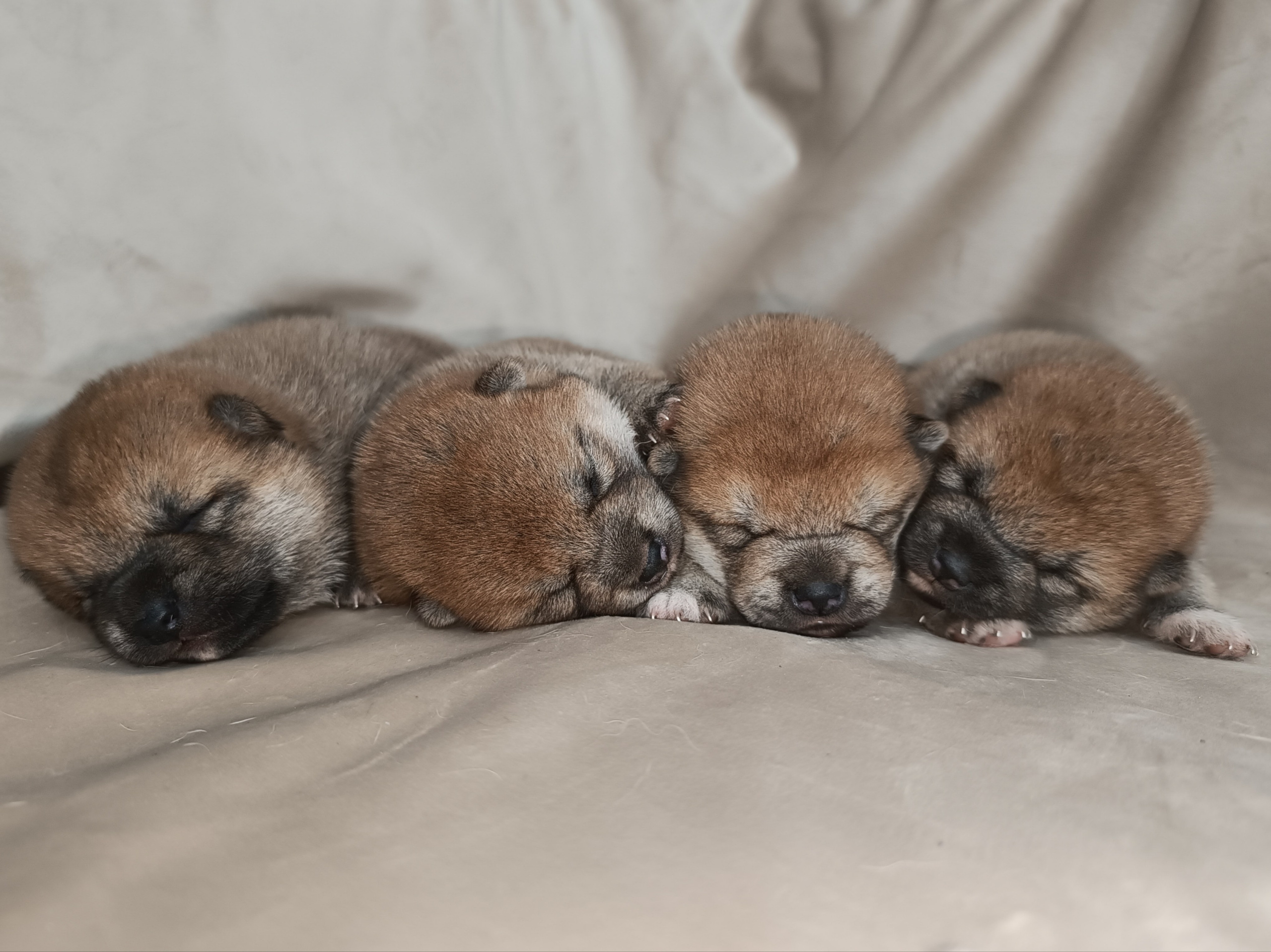 сиба питомник Рубилайт щенки на продажу rubylight  сиба щенки купить СПб Санкт-Петербург 