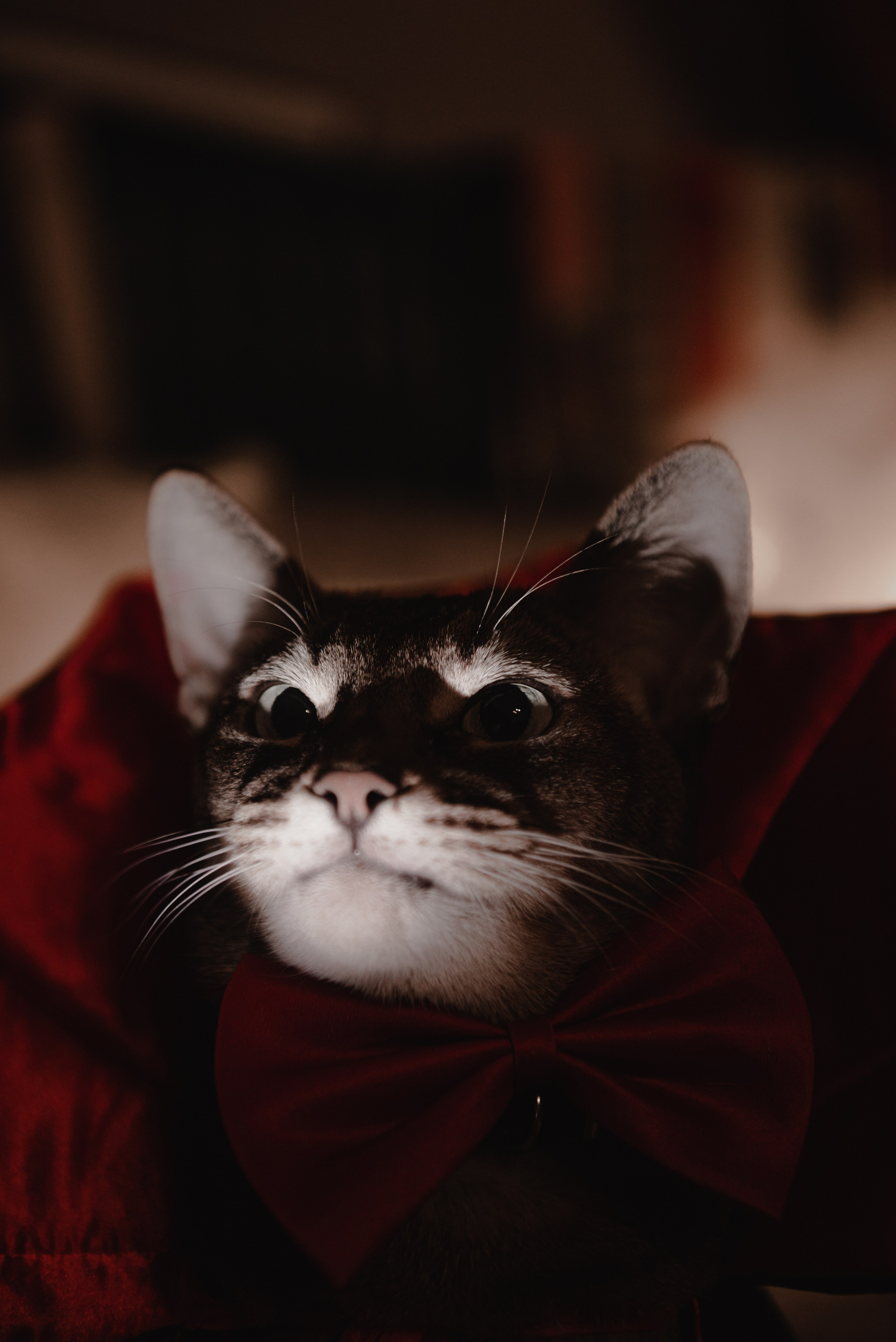 Pets. Фотограф в Москве Daria Lens