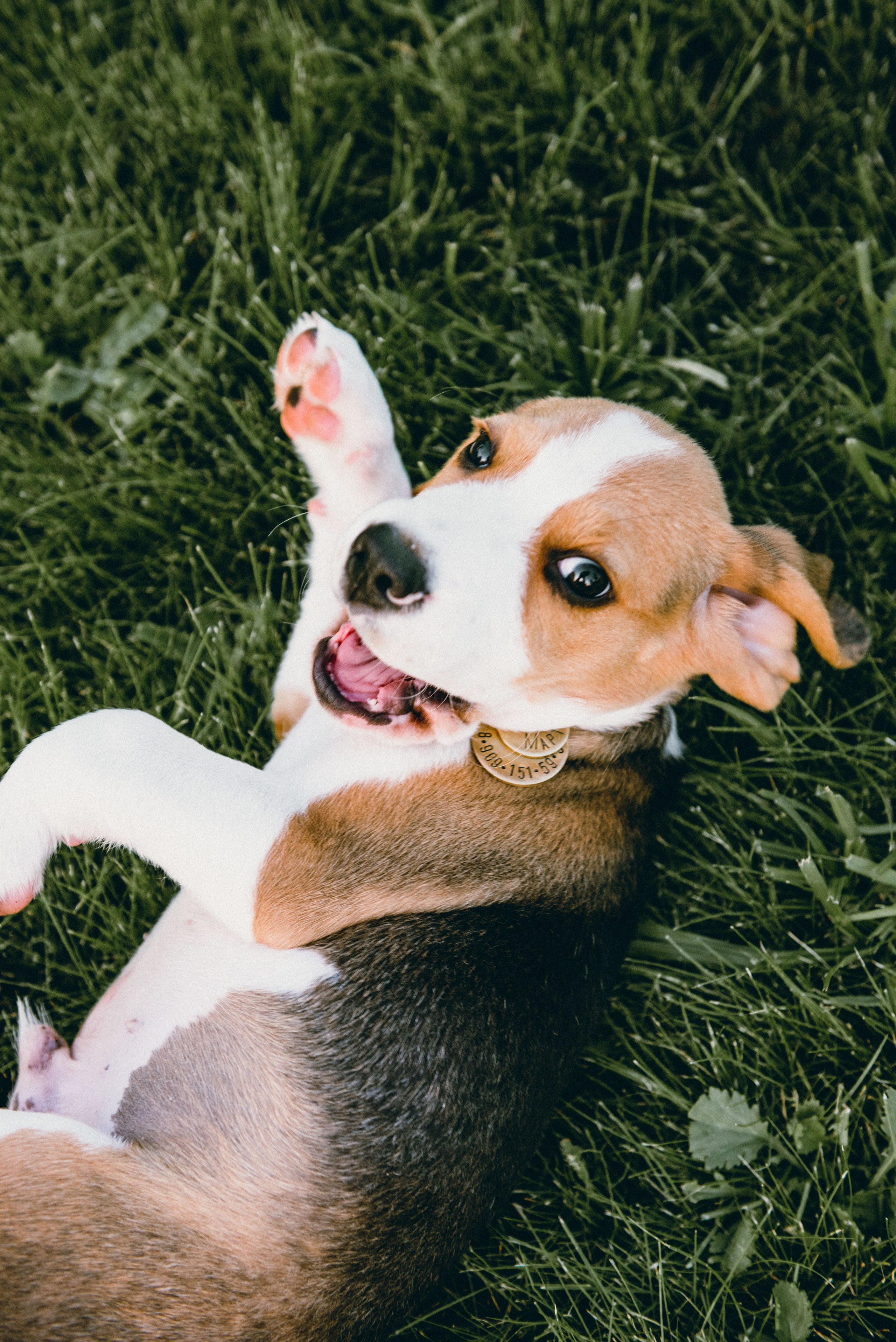 Pets. Фотограф в Москве Daria Lens