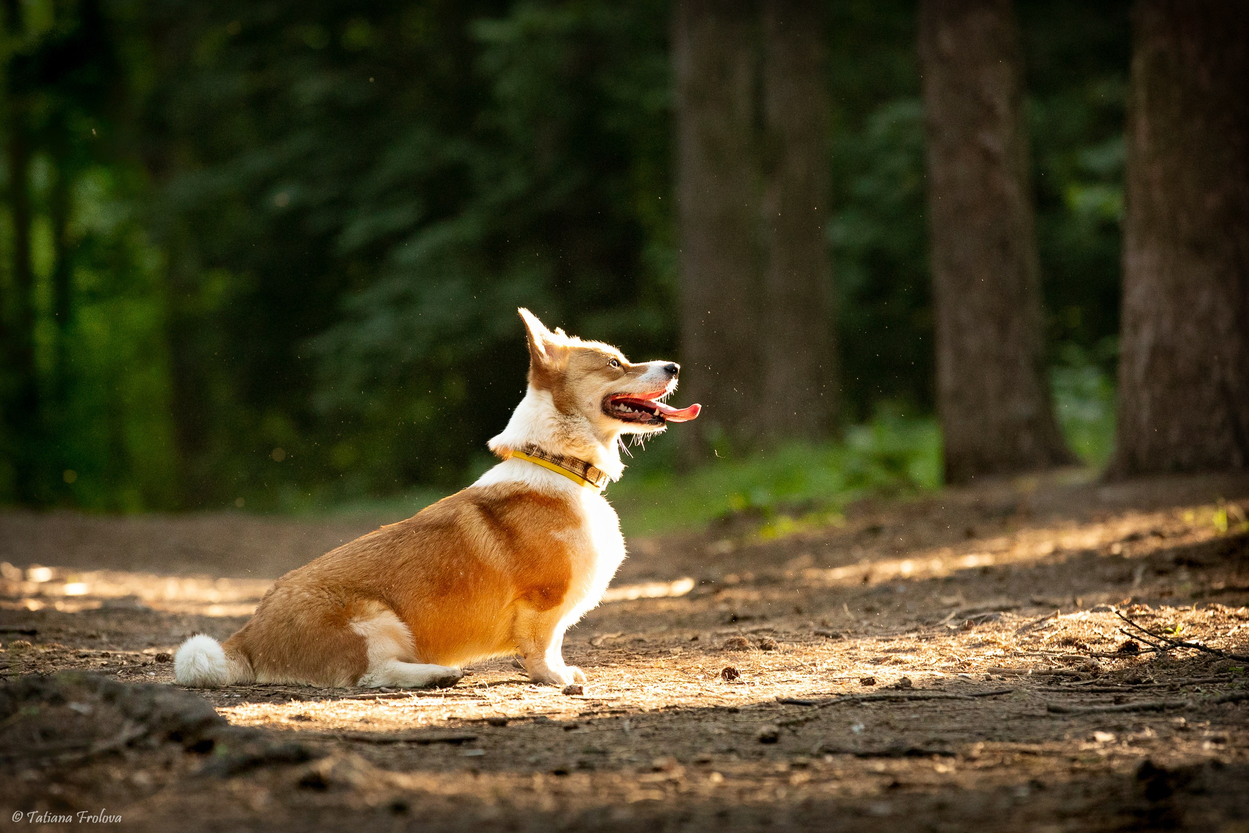 Фотографии собаки с хозяйкой в парке летним вечером. Фотограф-анималист в Москве и Московской области Татьяна Фролова