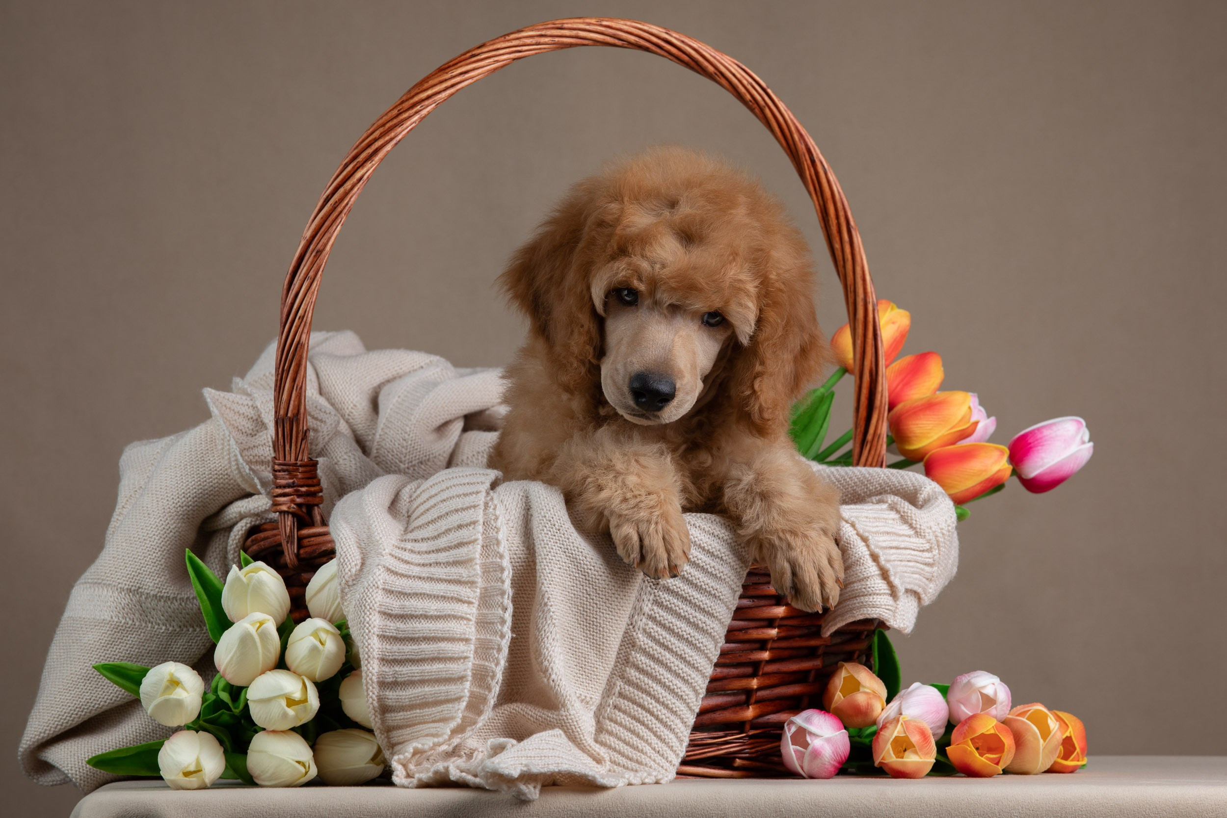 Фотосессия для щенков пуделя с выездом в Щербинку. Фотограф-анималист в Москве и Московской области Татьяна Фролова