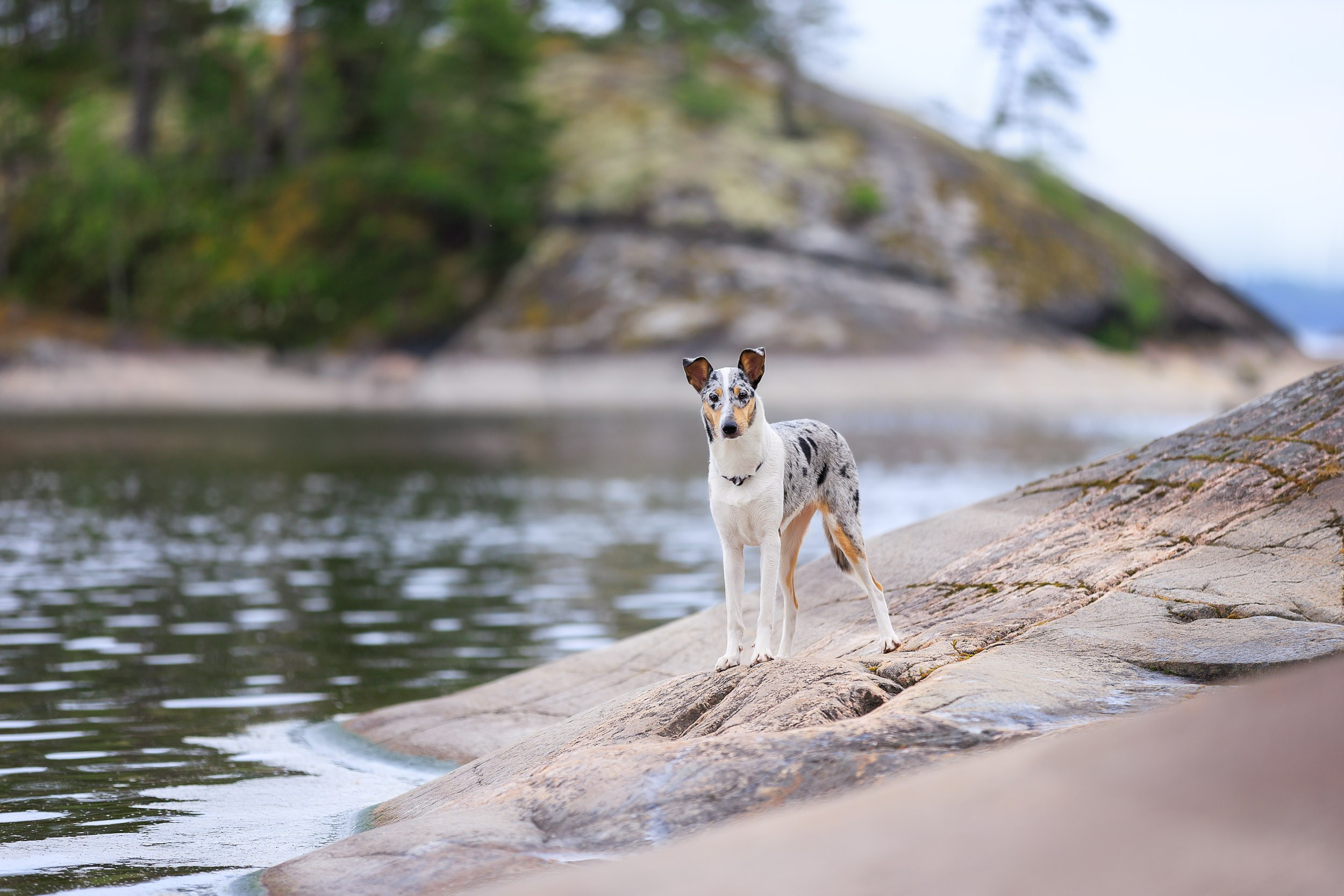 Фотограф-анималист в Москве и Московской области Татьяна Фролова