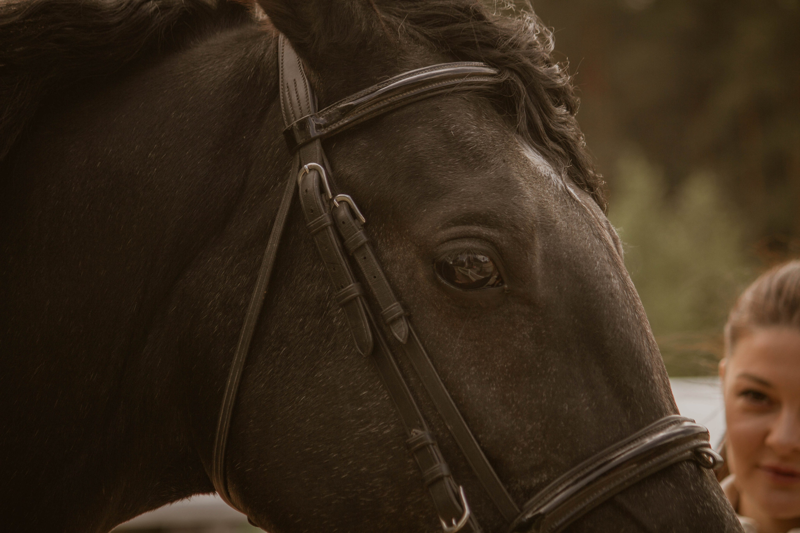 ИППОСФЕРА — Международная конная выставка. Создадим шедевр? Виталина и её фотоискусство