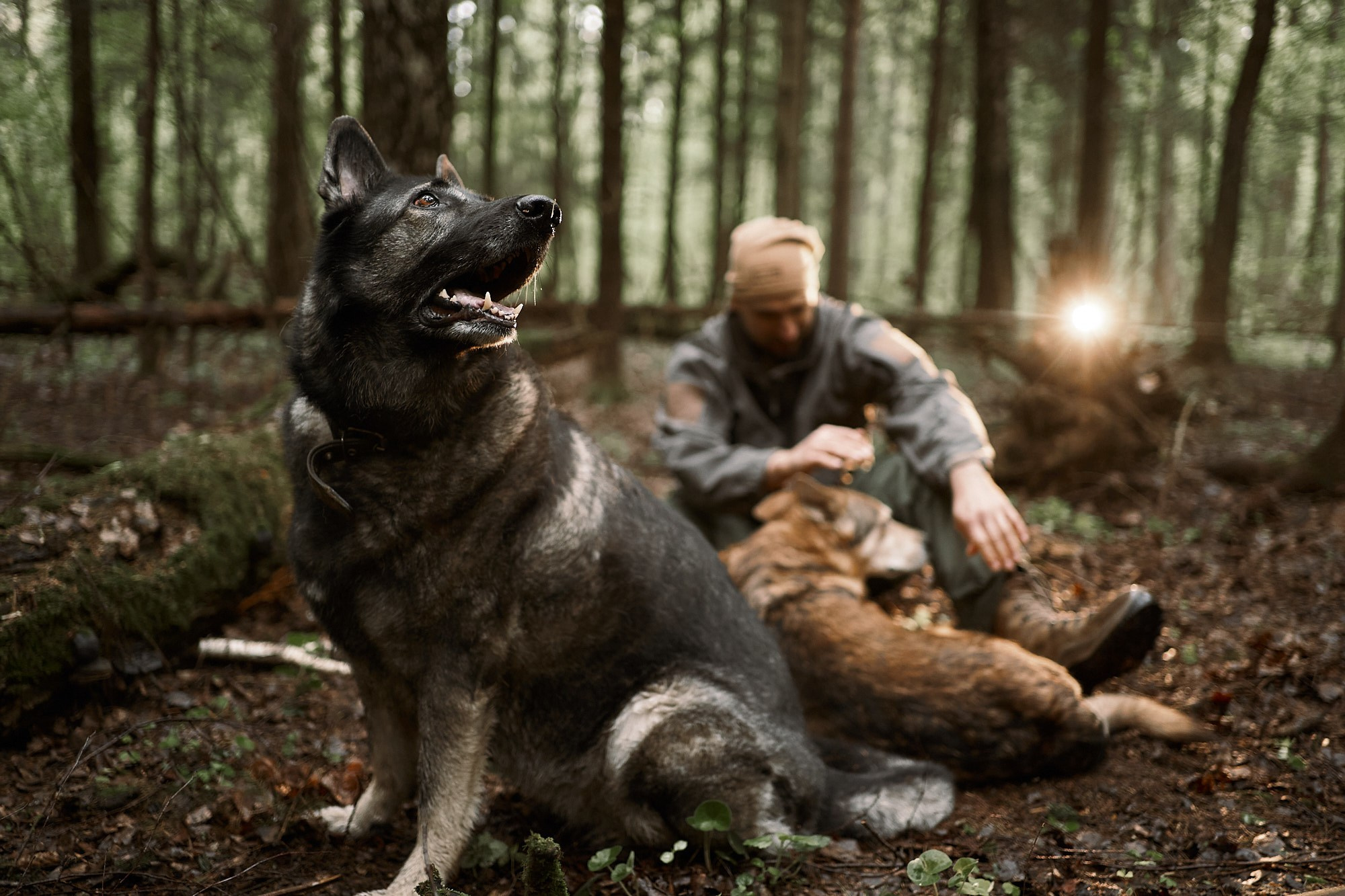 Дима, Рыжий и Воля. Фотограф анималист Москва Дарья