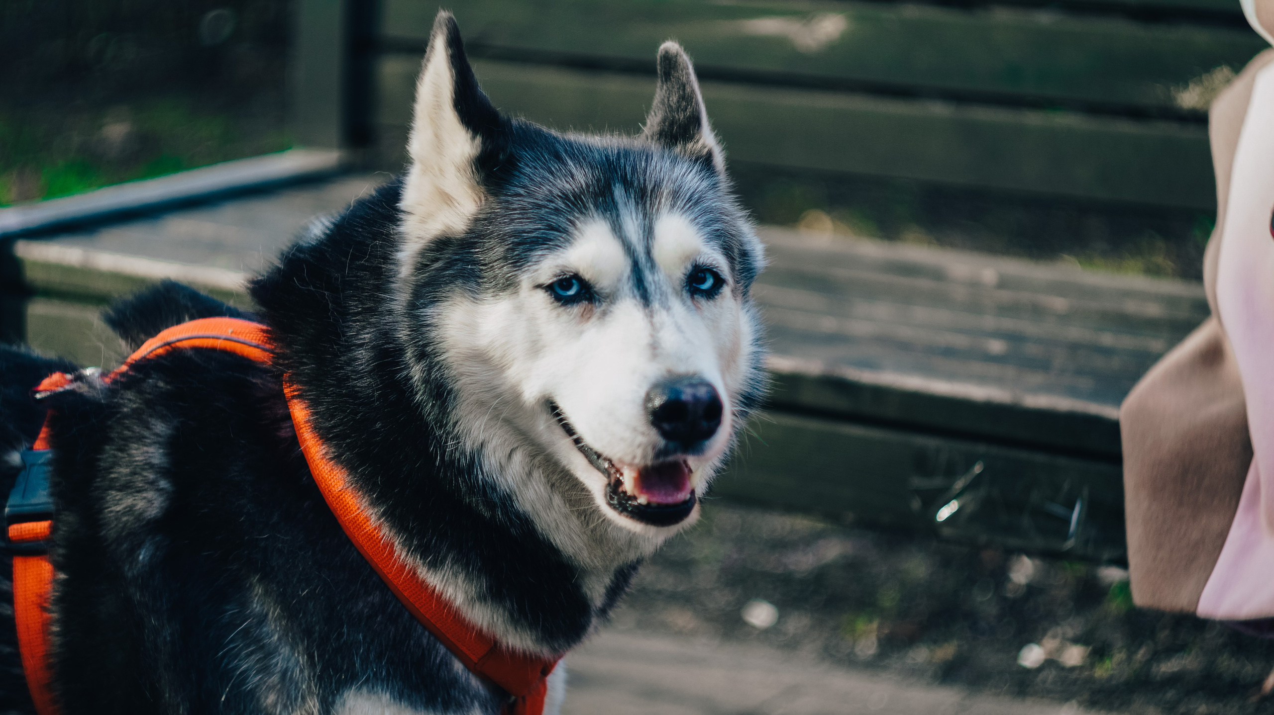 Dogs street. Профессиональный фотограф