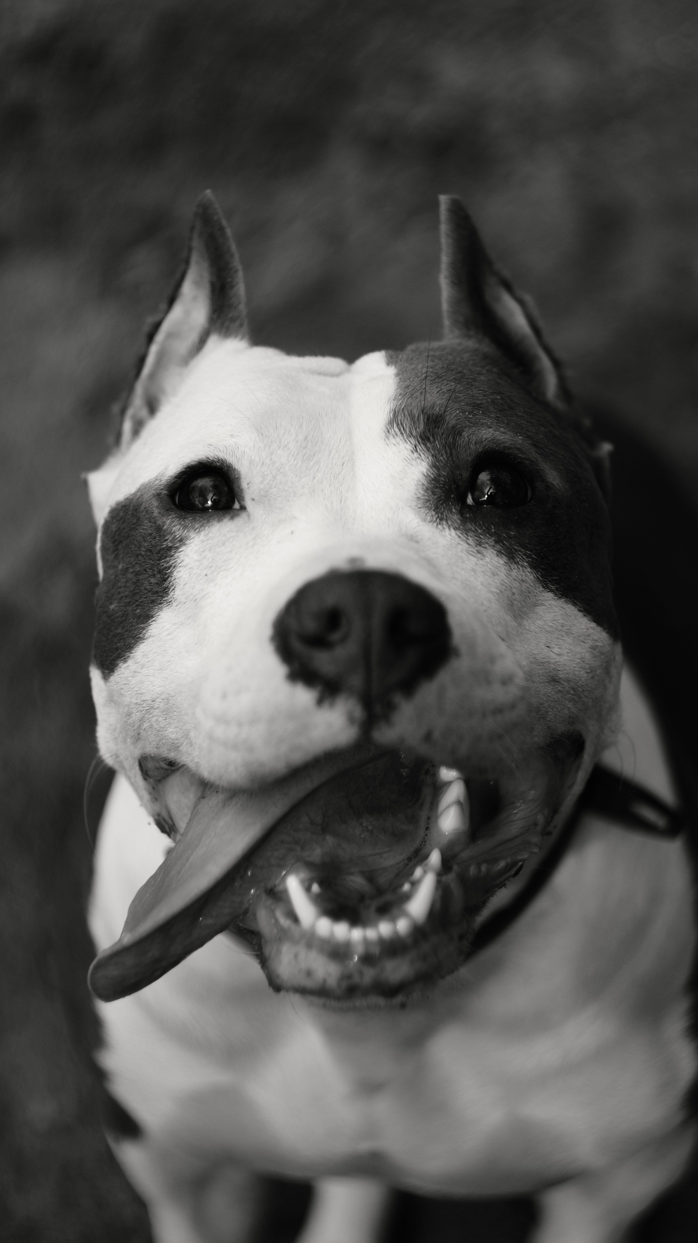 Луна. Профессиональный фотограф