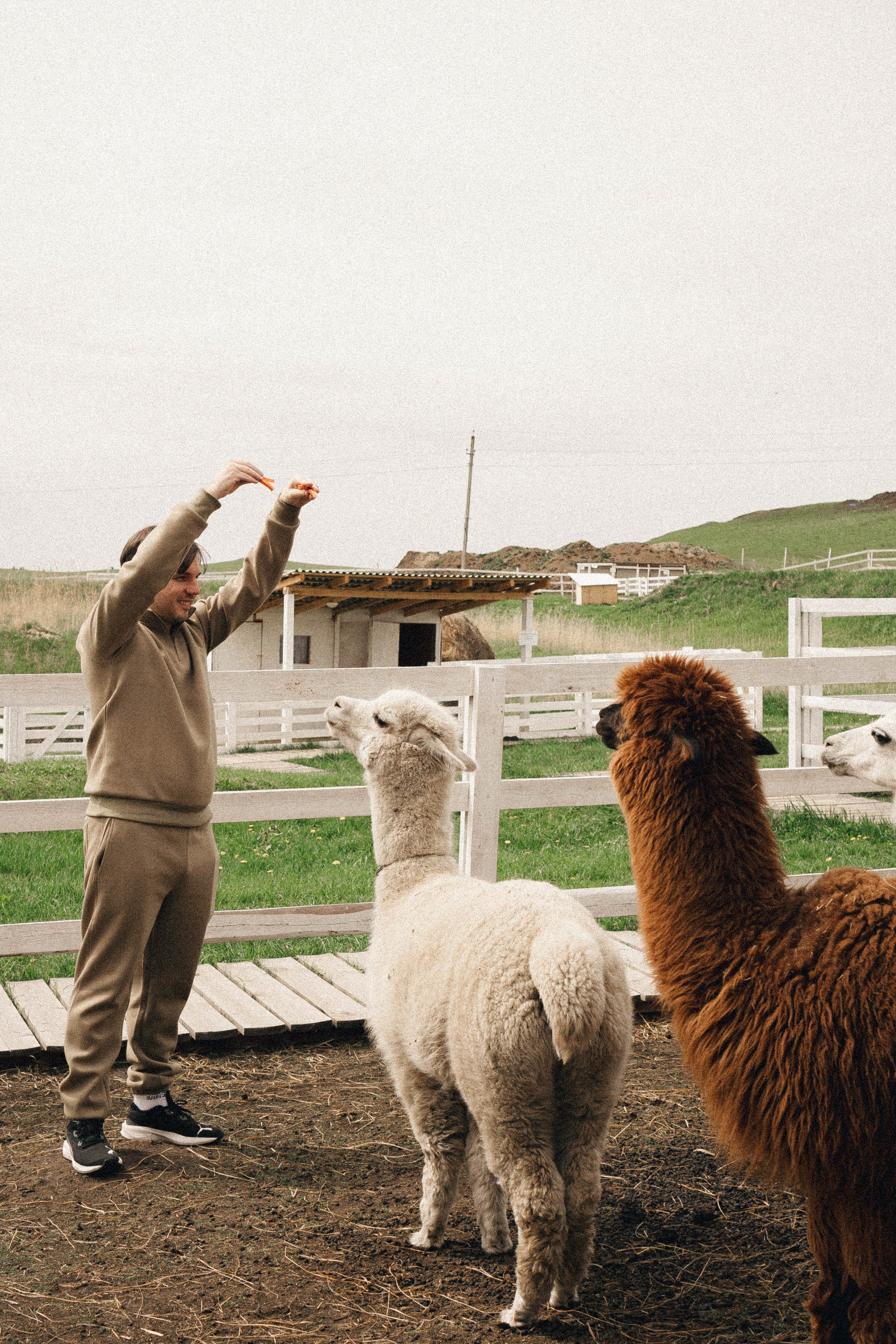 Ферма Альпак. Профессиональный фотограф, Санкт-Петербург — Виктория Богомолова
