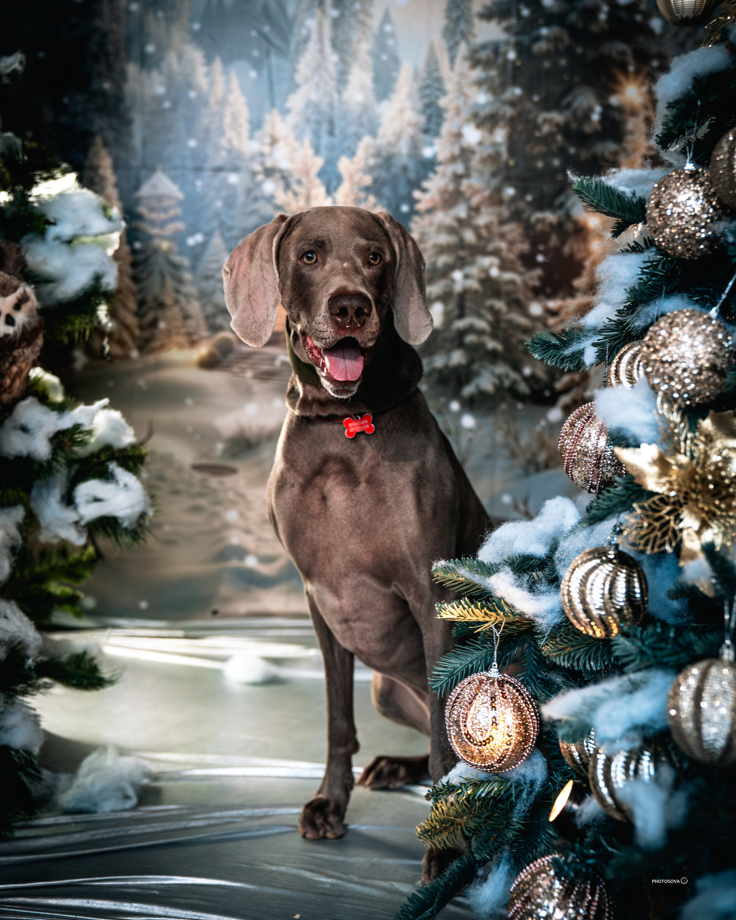 ФОТОПАМЯТЬ ВАШИХ ЭМОЦИЙ. Фотограф-анималист, семейный фотограф в Москве и Подмосковье. Фотосъёмка кинологических дисциплин