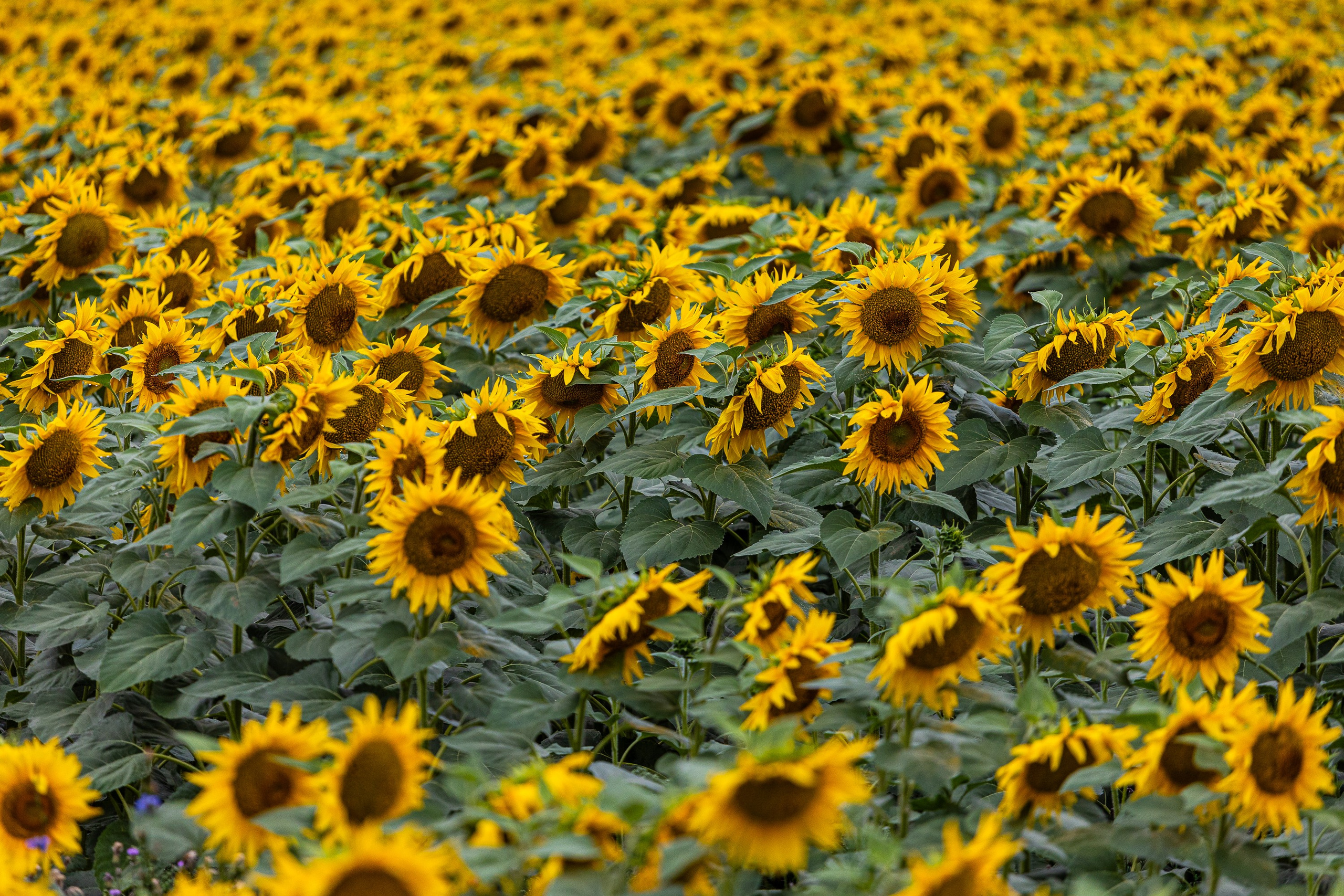 Россия. Северный Кавказ. Добродеева Алла фотограф, Москва