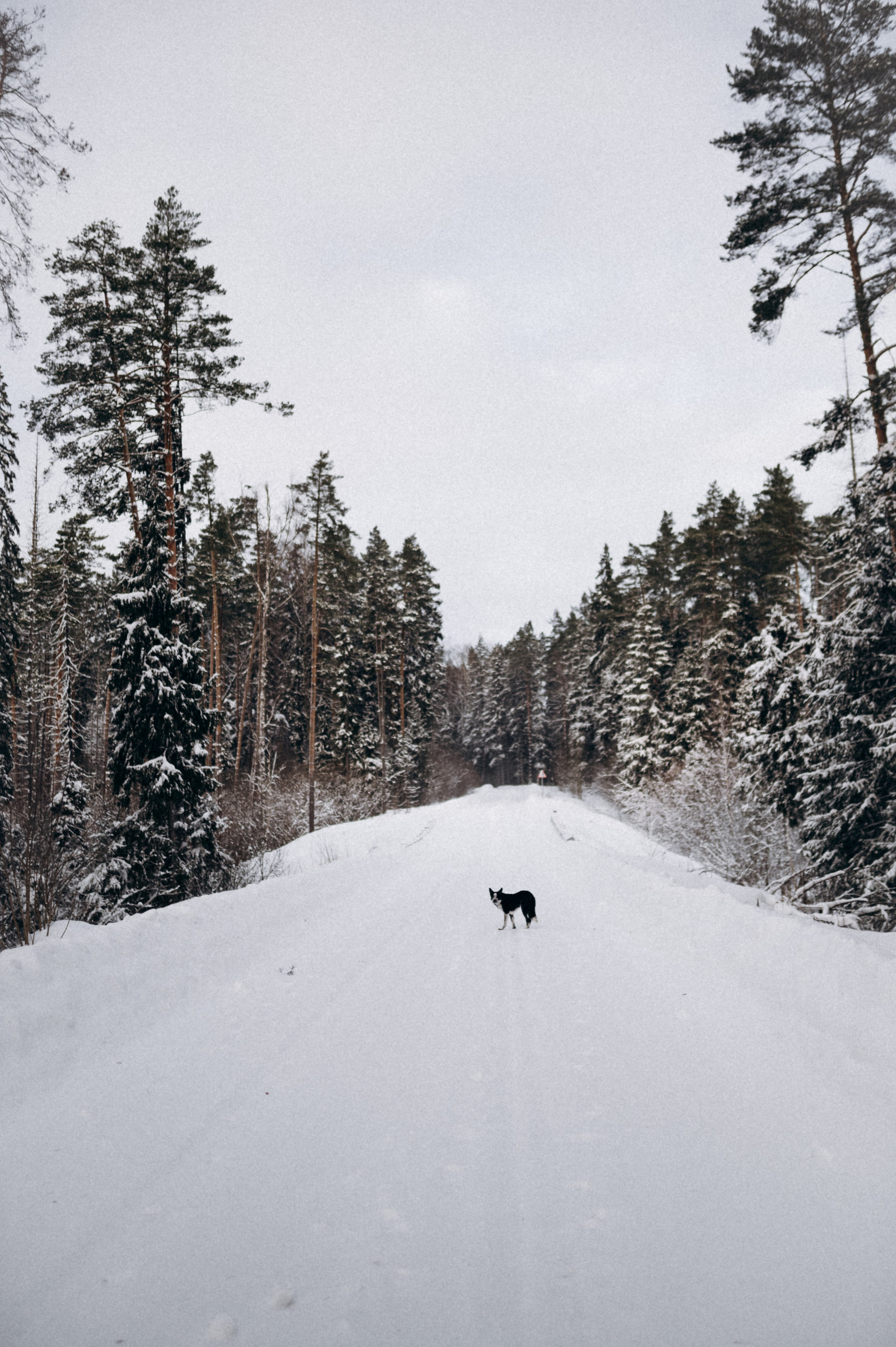 Аня и Милан. Фотограф анималист в Москве Ольга Агушева