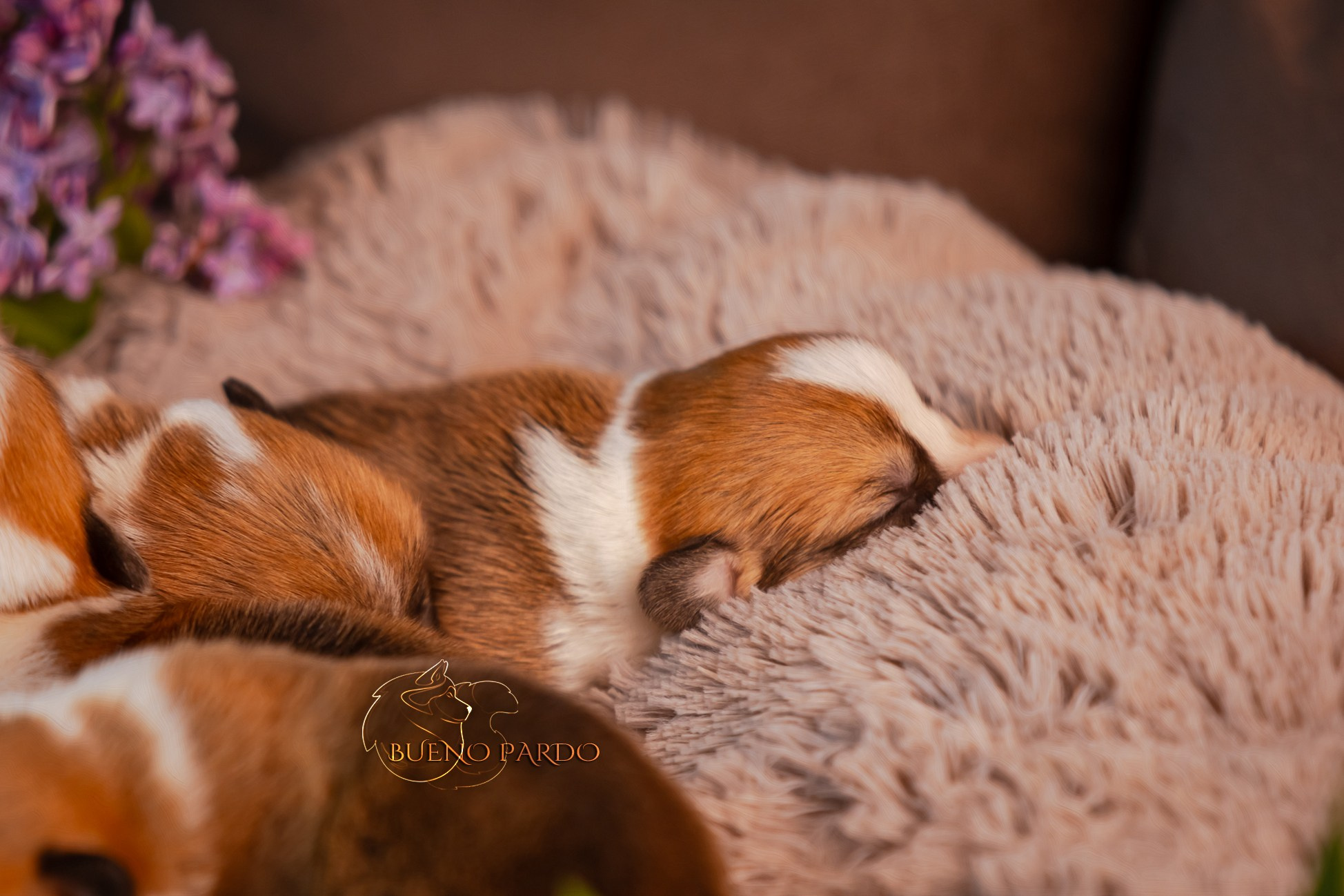 Щенки вельш корги пемброк из питомника. Питомник собак Акита, Хаски, Корги