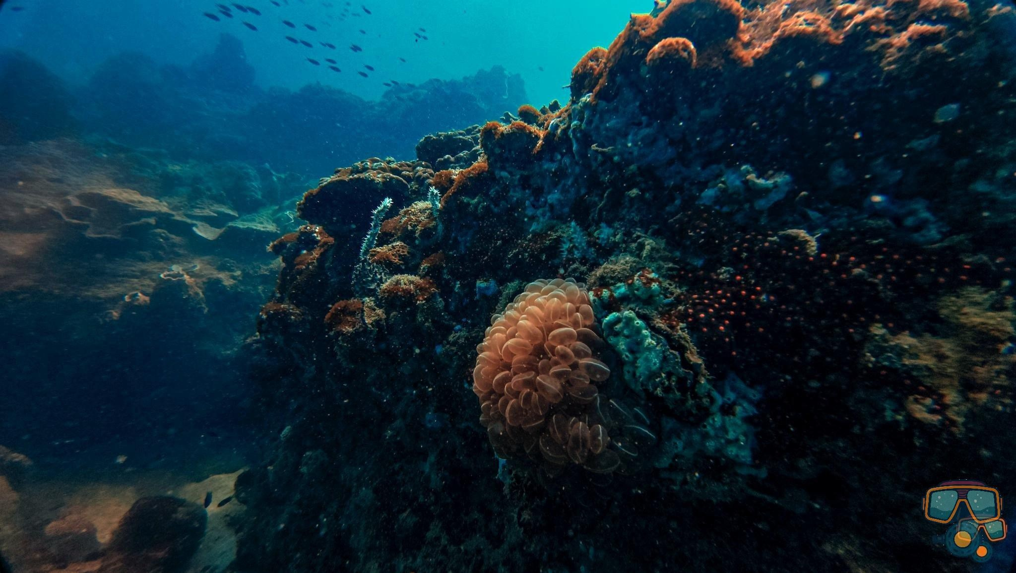 Для тех кто не боится сделать первый шаг. Дайвинг во Вьетнаме. Индивидуальные Экскурсии