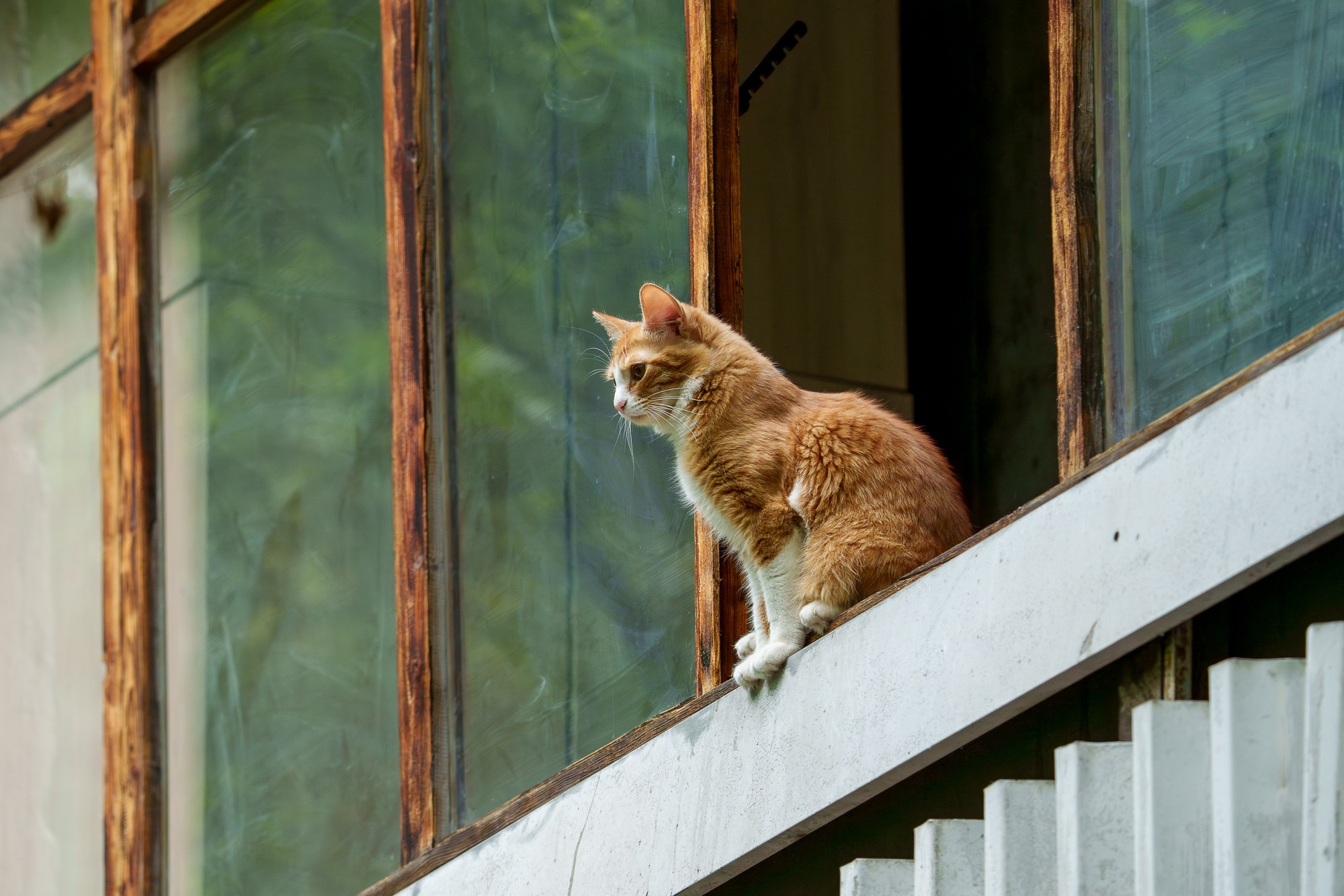 Животные. Ваш личный фотограф Марина Волкова