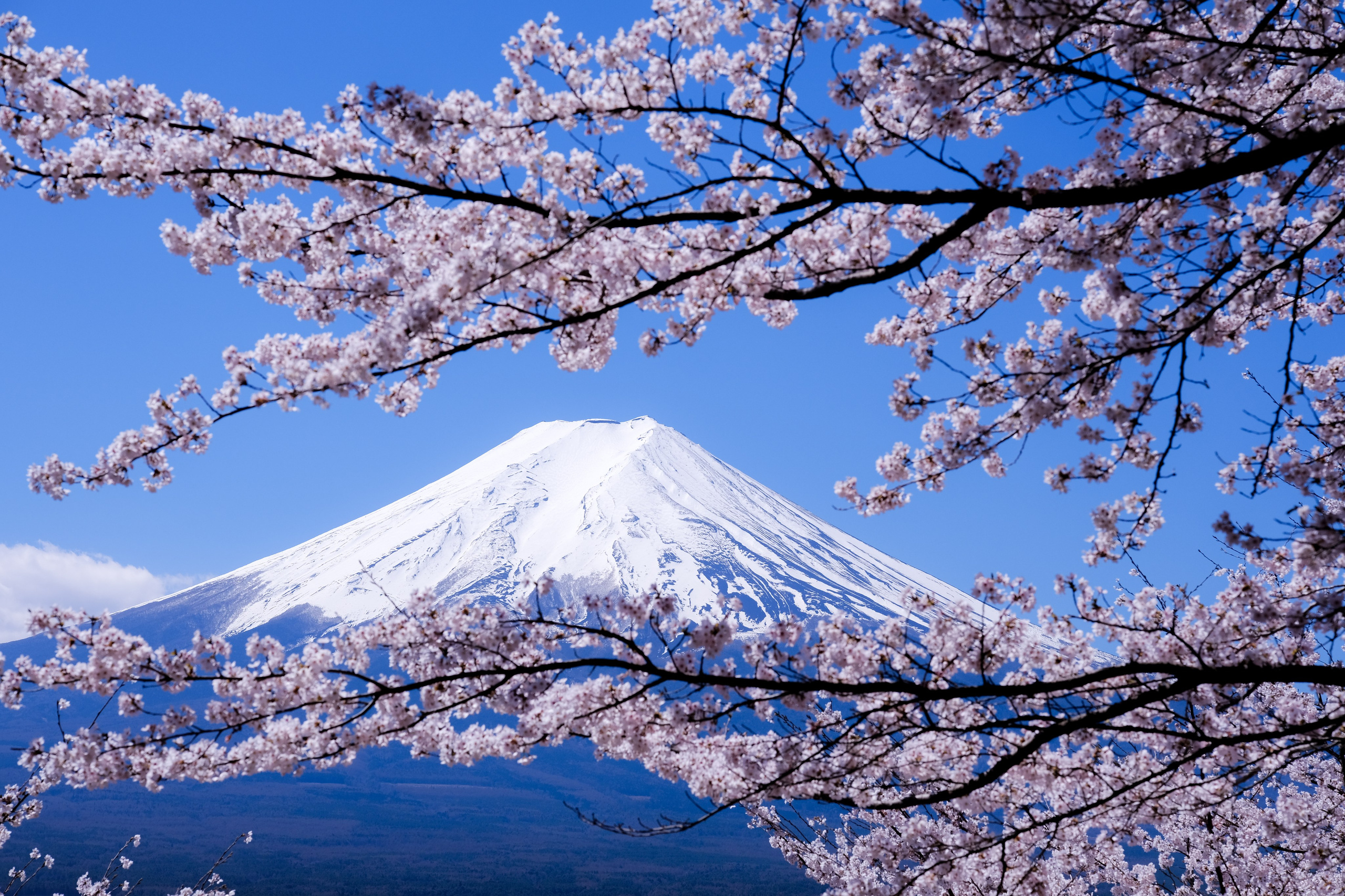 Nippon. Главная