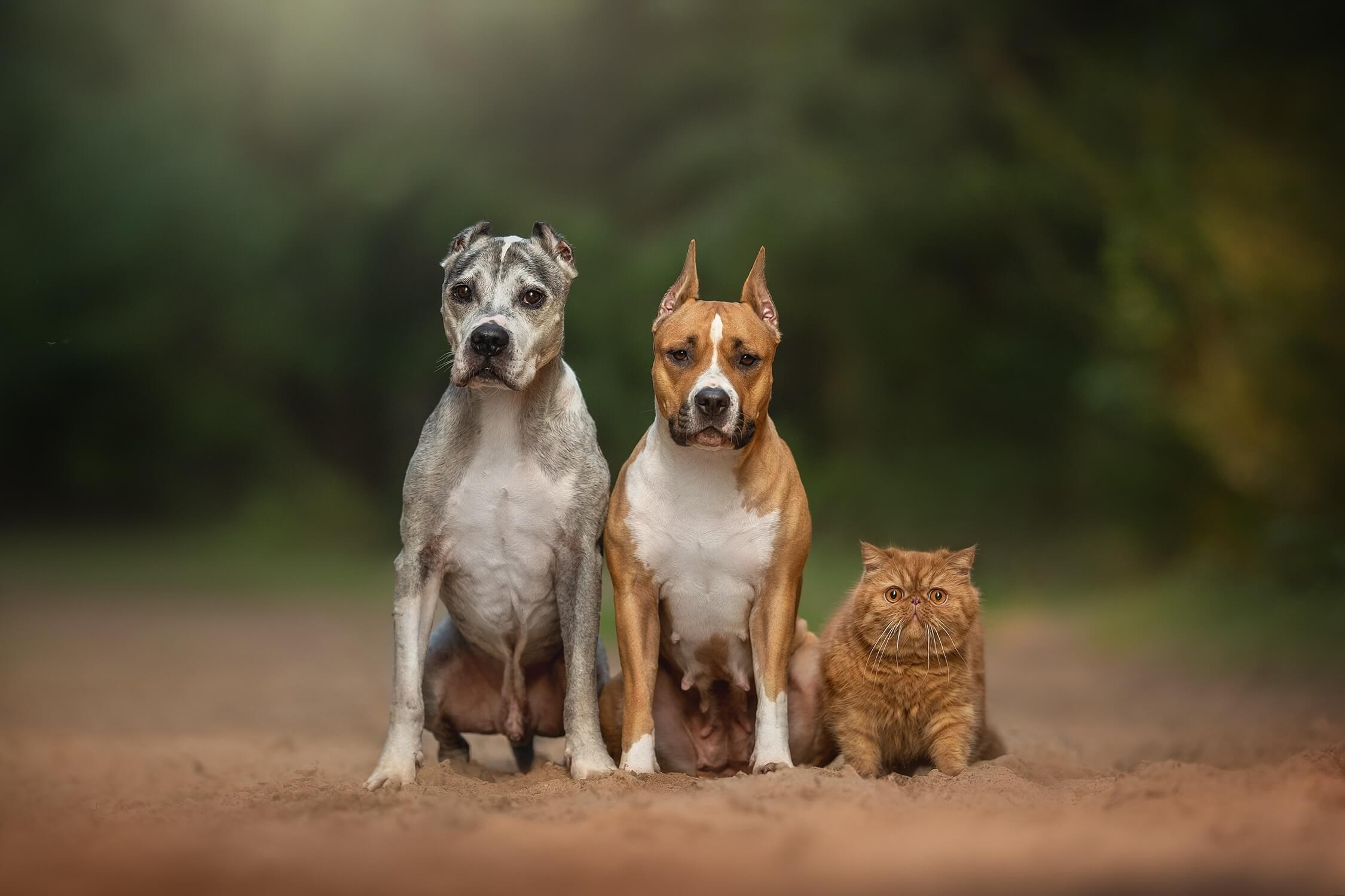 Photo Sessions. AI Photo Retoucher and Image Restorer Zhanna Ognivo